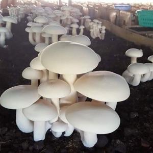 ระบบปลูกเห็ด-ตู้เพาะเห็ด