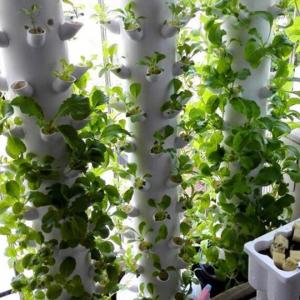 ระบบปลูกผักแนวตั้ง Vertical Garden