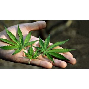 เลือกสกลนคร! ใช้ปลูกกัญชา ถูกกฎหมายแห่งแรกในไทย