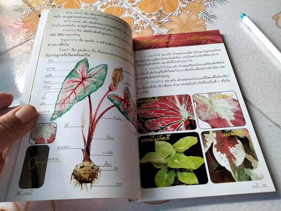 บอนสี - ร้อยพรรณพฤกษา โดย อ.เศรษฐมันตร์ กาญจนกุล พิมพ์ครั้งแรก พ.ศ.2550 **สินค้าหมด**