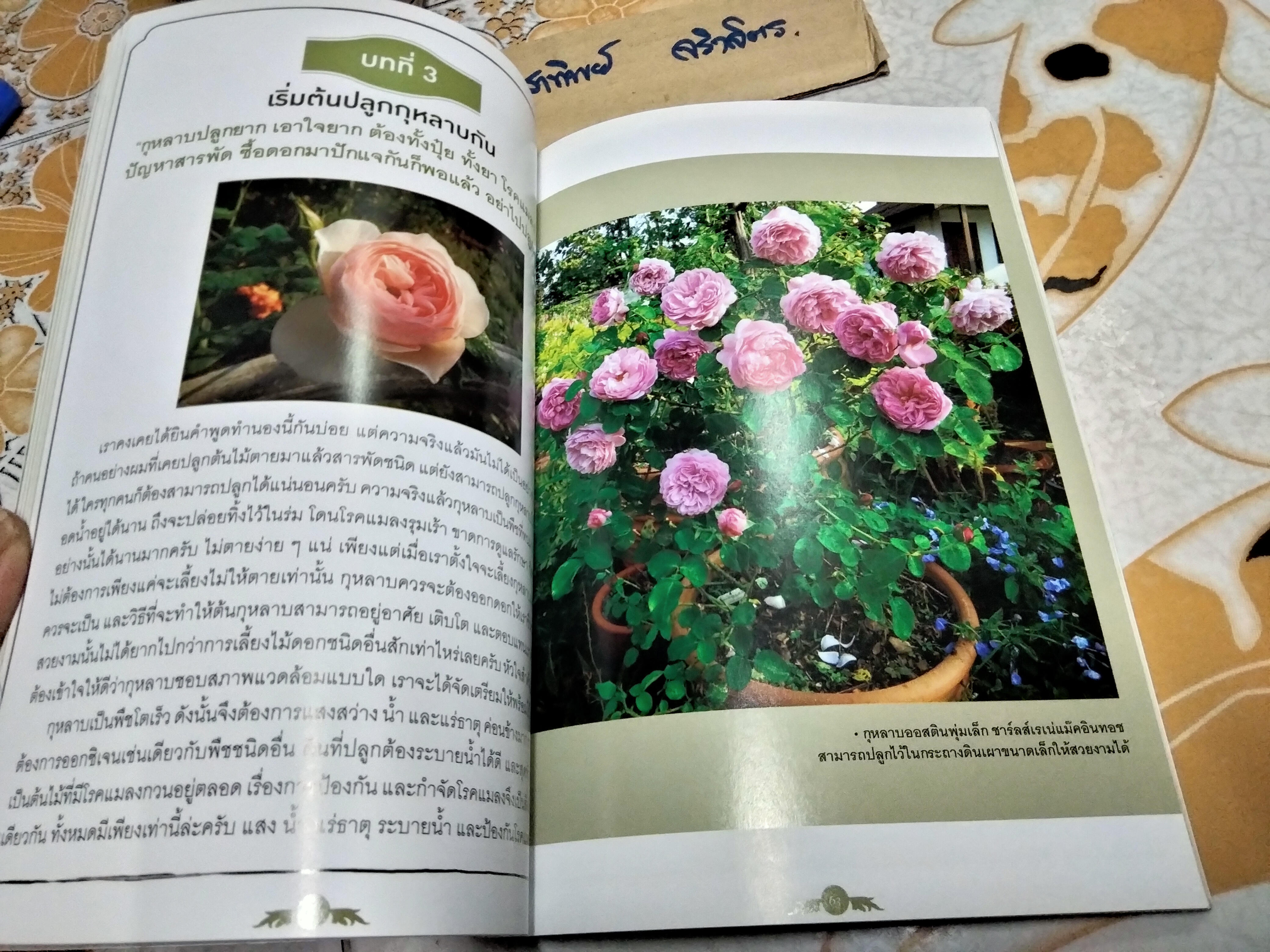 เรื่องเล่า จากคนรักกุหลาบ ANOTHER ROSE STORY By mynamemathew (เล่มละ) **สินค้าหมด**