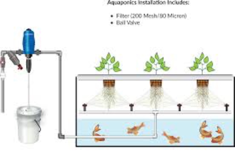 Aquaponics systems NFT