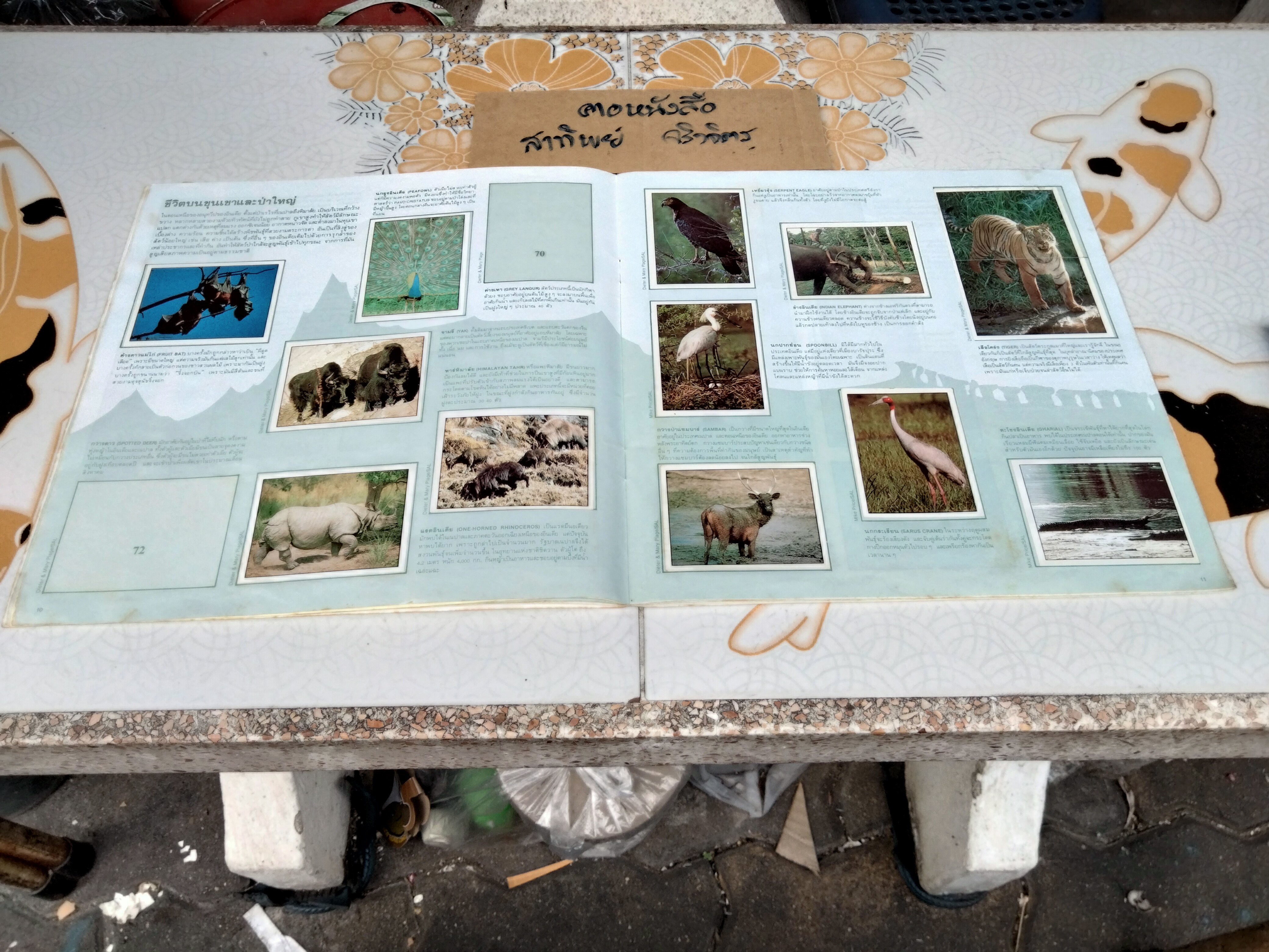 สมุดสะสมสติกเกอร์ ชีวิตสัตว์โลก (แปะสติกเกอร์ 178 รูป จากทั้งหมด 240 รูป) **สินค้าหมด**