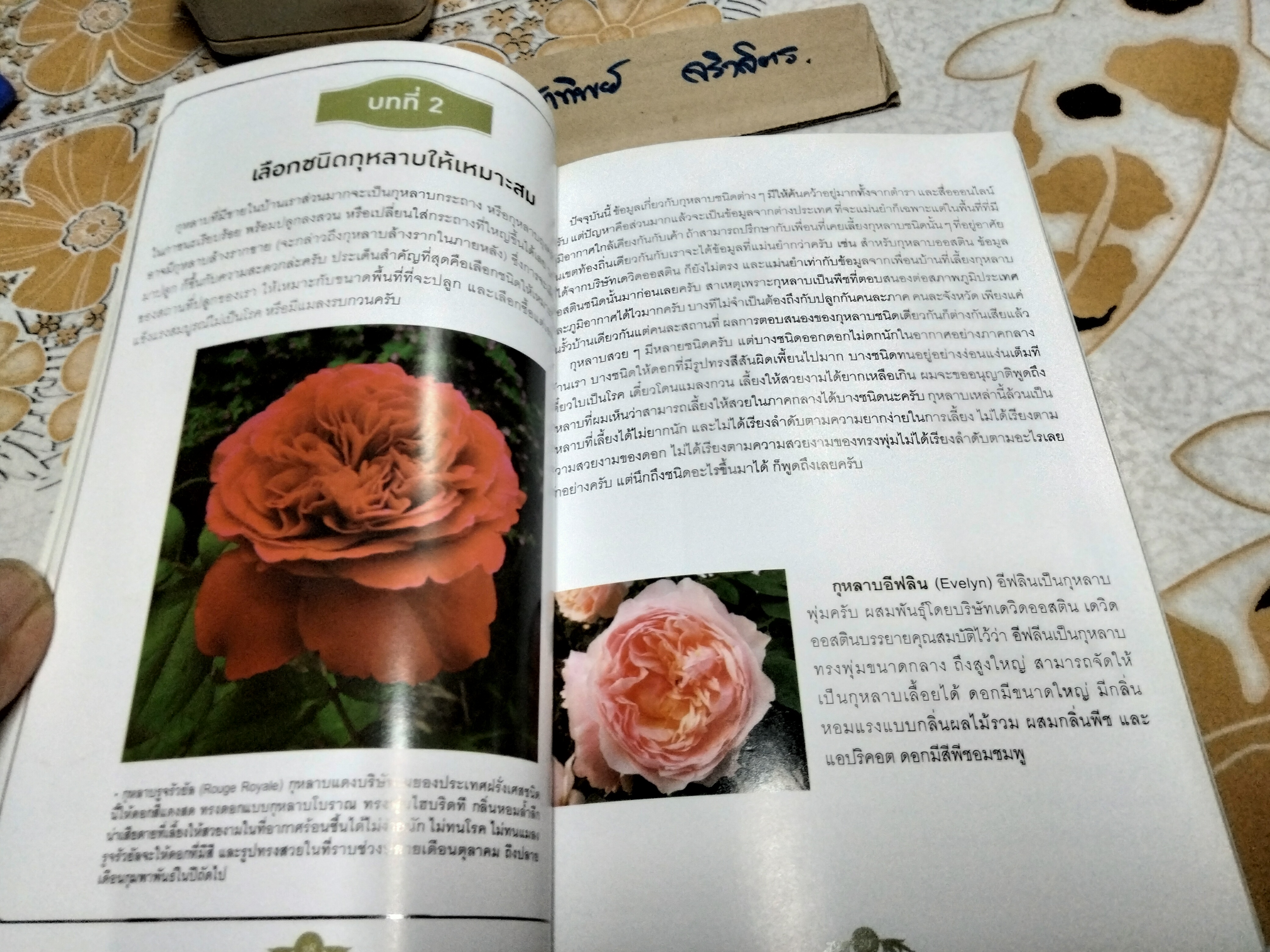เรื่องเล่า จากคนรักกุหลาบ ANOTHER ROSE STORY By mynamemathew (เล่มละ) **สินค้าหมด**