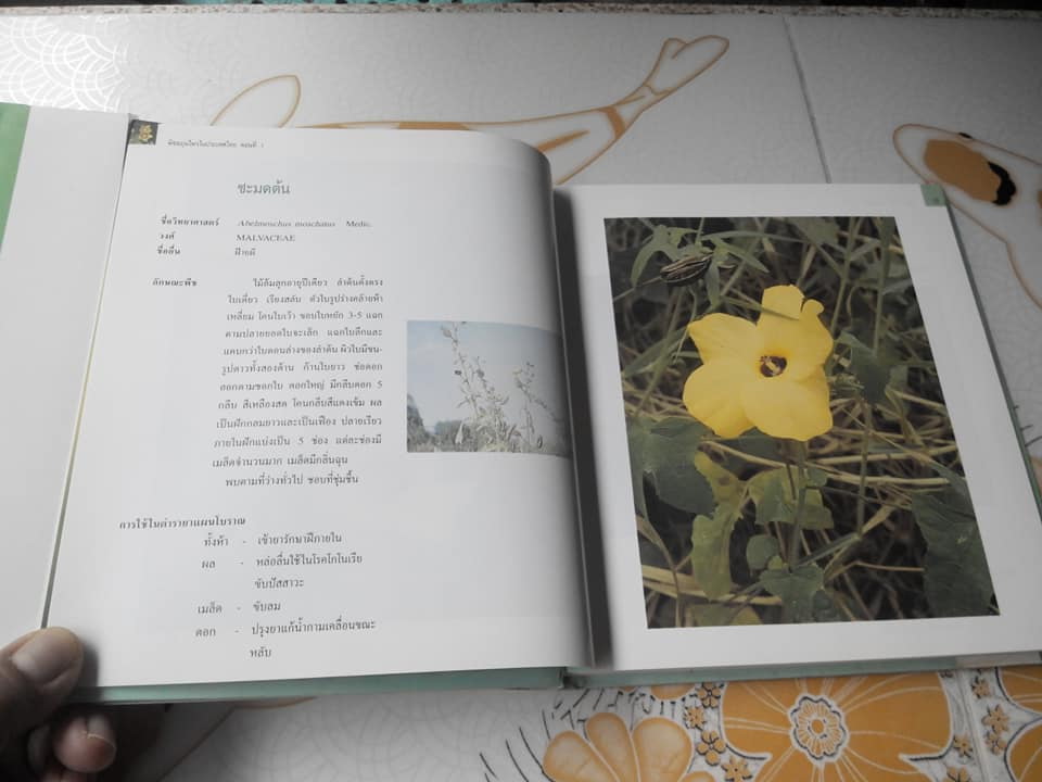 พืชสมุนไพรในประเทศไทย ตอนที่ 1 (ปกแข็ง) **สินค้าหมด**