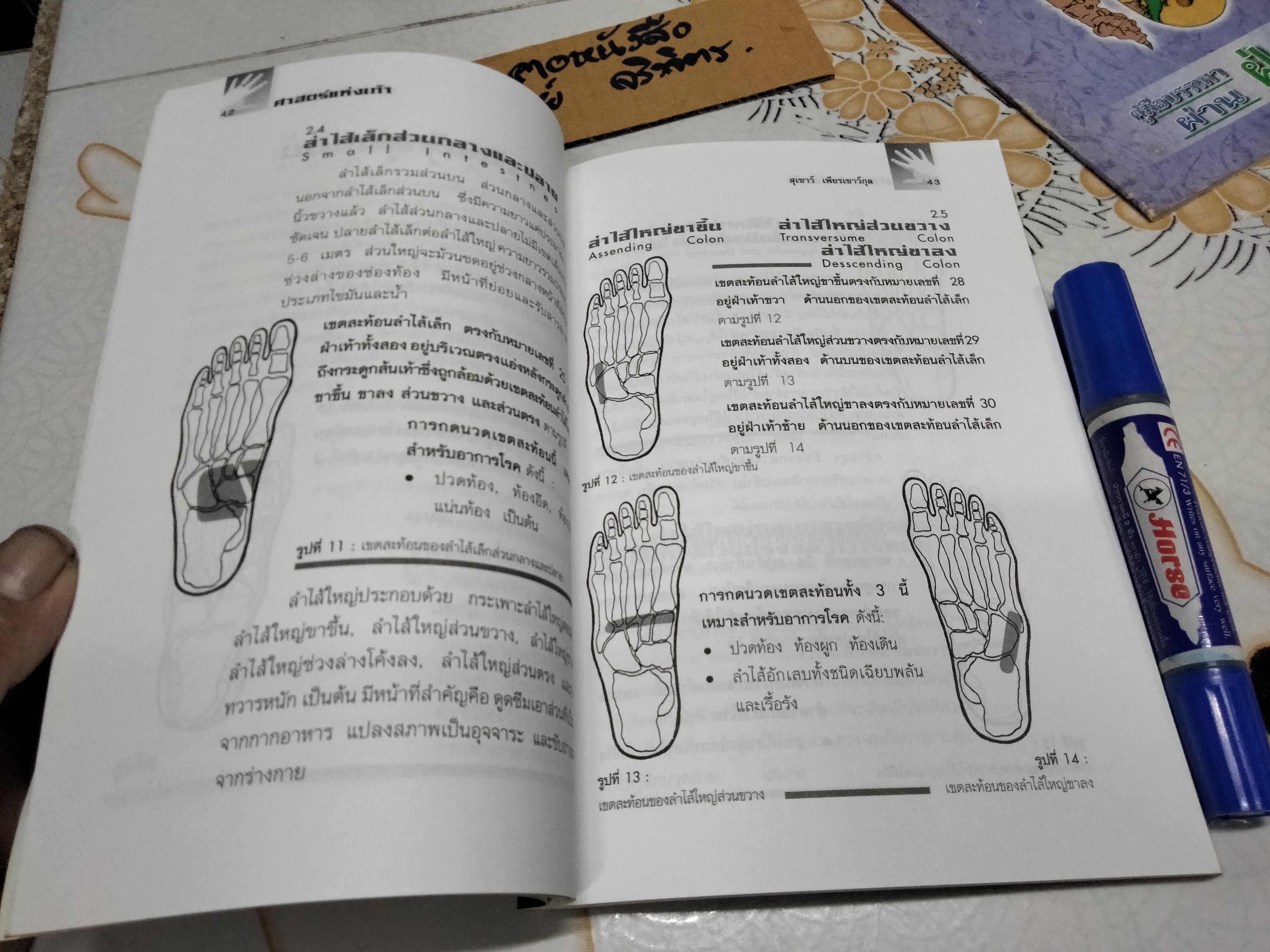 คู่มือหมอประจำครอบครัว ศาสตร์แห่งเท้า โดย สุเชาว์ เพียรเชาว์กุล **สินค้าหมด**