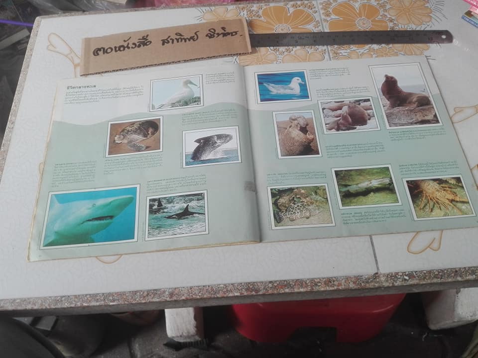 สมุดสะสมสติกเกอร์ ชีวิตสัตว์โลก (แปะครบ 240 รูป) ** สินค้าหมด**