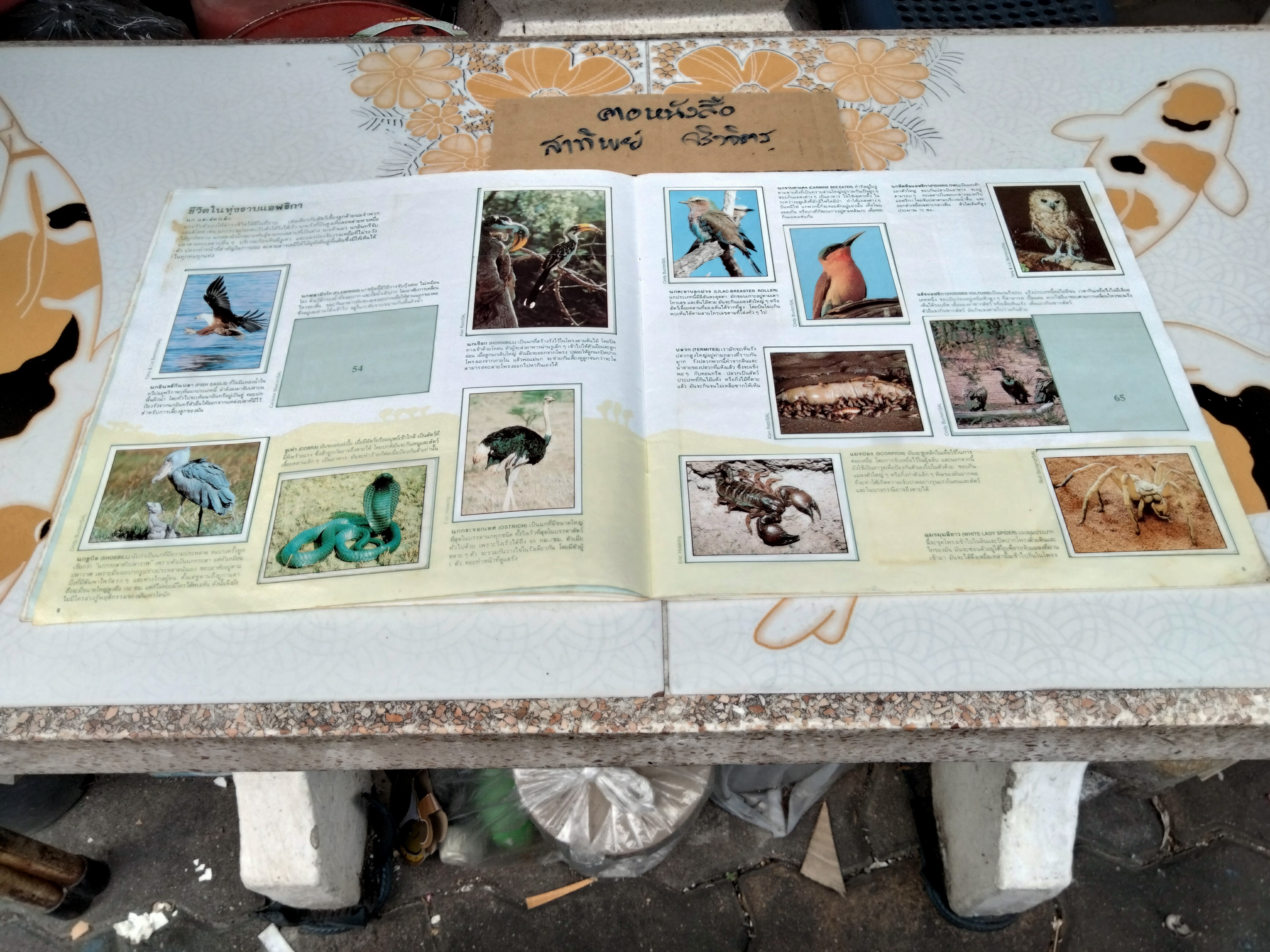 สมุดสะสมสติกเกอร์ ชีวิตสัตว์โลก (แปะสติกเกอร์ 178 รูป จากทั้งหมด 240 รูป) **สินค้าหมด**