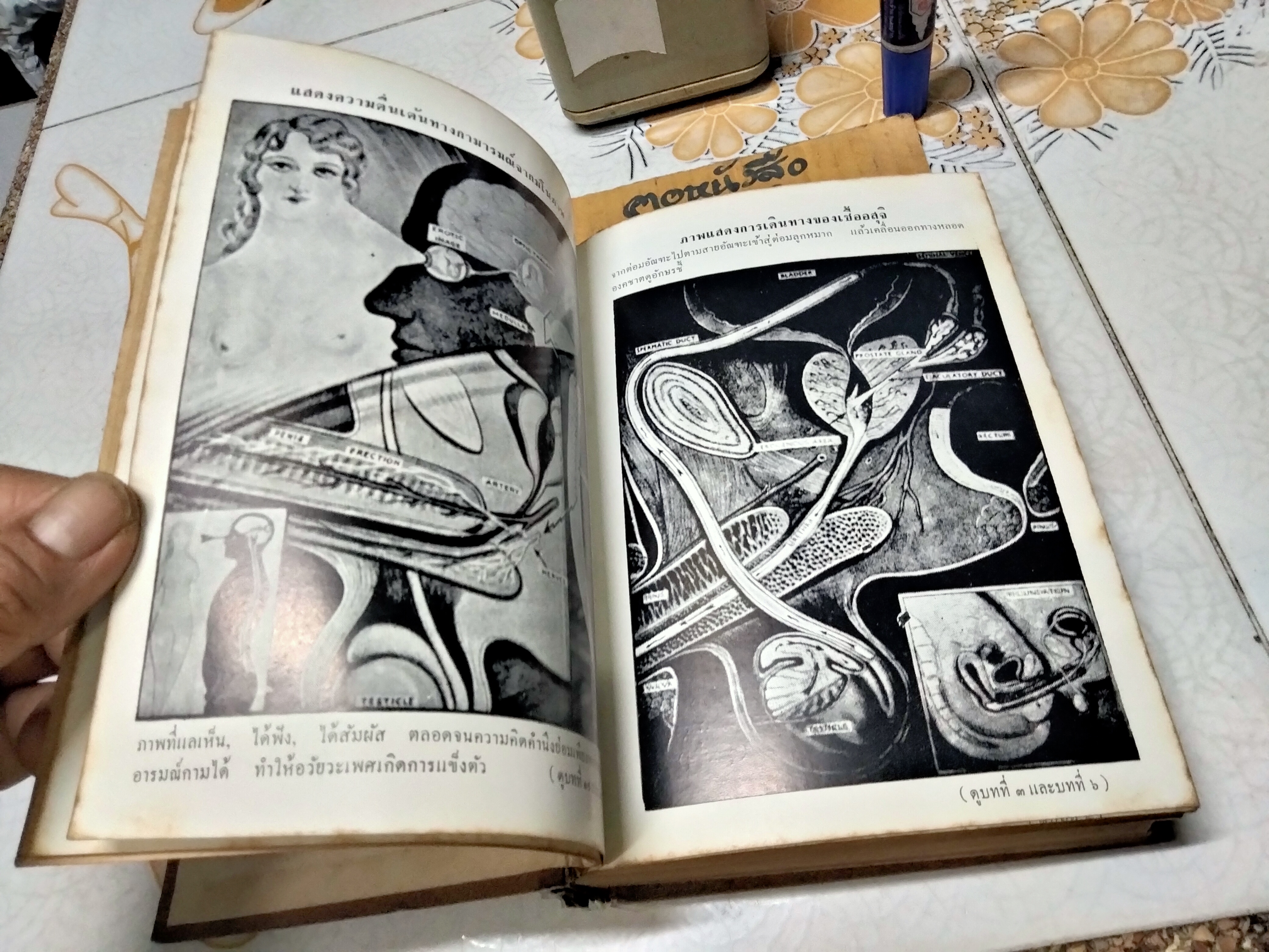 ไขปัญหา ความลับระหว่างเพศ โดย นายแพทย์บุตร ประดิษฐวณิช พิมพ์ปีพ.ศ 2504 สำนักพิมพ์ผดุงศึกษา **สินค้าหมด**