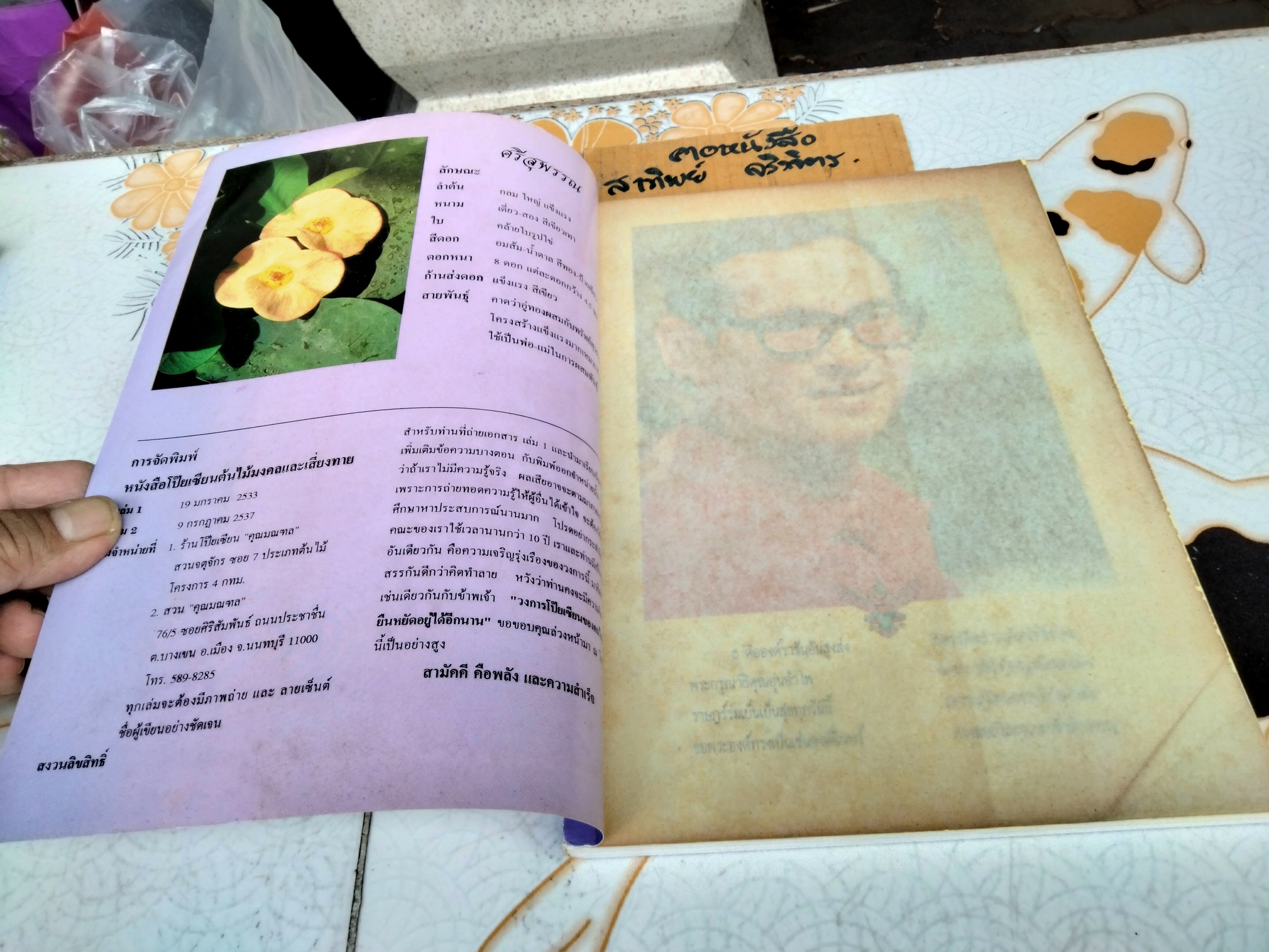 โป๊ยเซียน ต้นไม้เสี่ยงทาย เล่ม 2 โดย มณฑล เนตรสว่าง พิมพ์ปี พ.ศ 2537