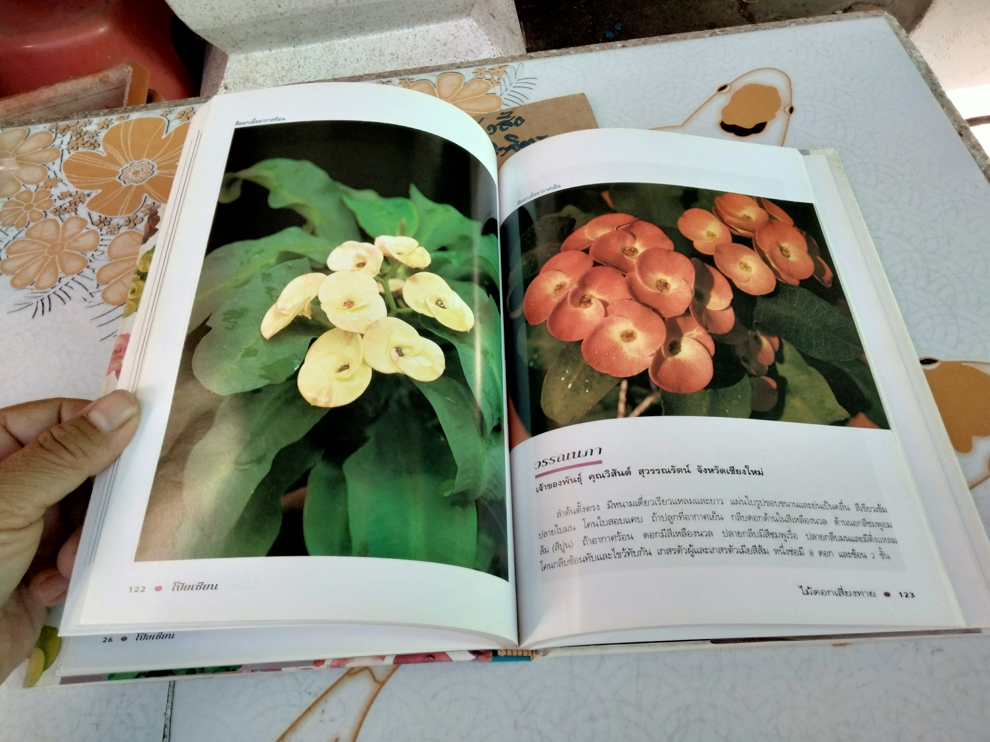 โป๊ยเซียน ไม้ดอกเสี่ยงทาย เล่ม 1 อุไร จิรมงคลการ เรียบเรียง , พิมพ์ครั้งแรก พ.ศ 2538