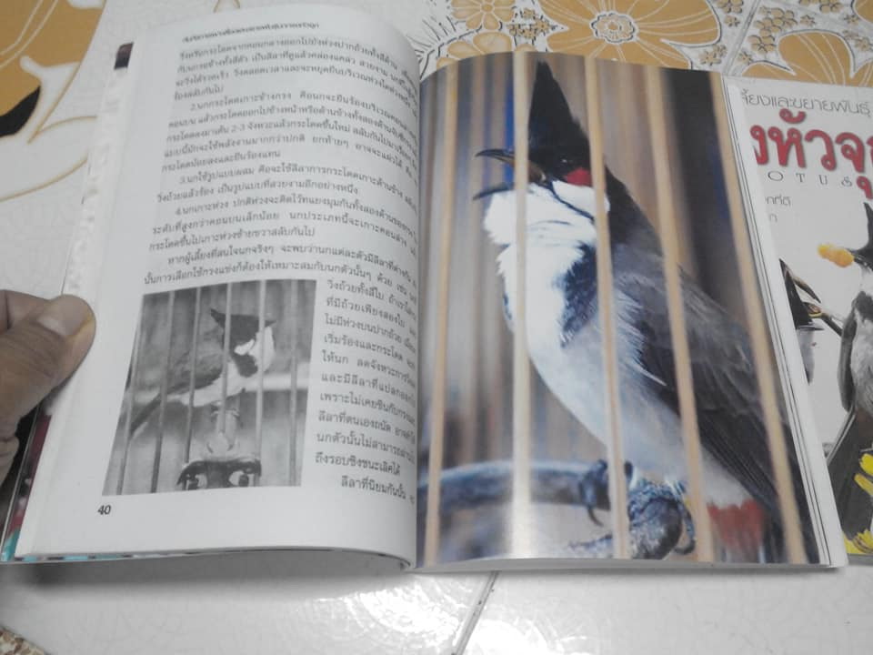 คัมภีร์การเพาะเลี้ยงและขยายพันธุ์ นกกรงหัวจุก PYCNONOTUS **สินค้าหมด**