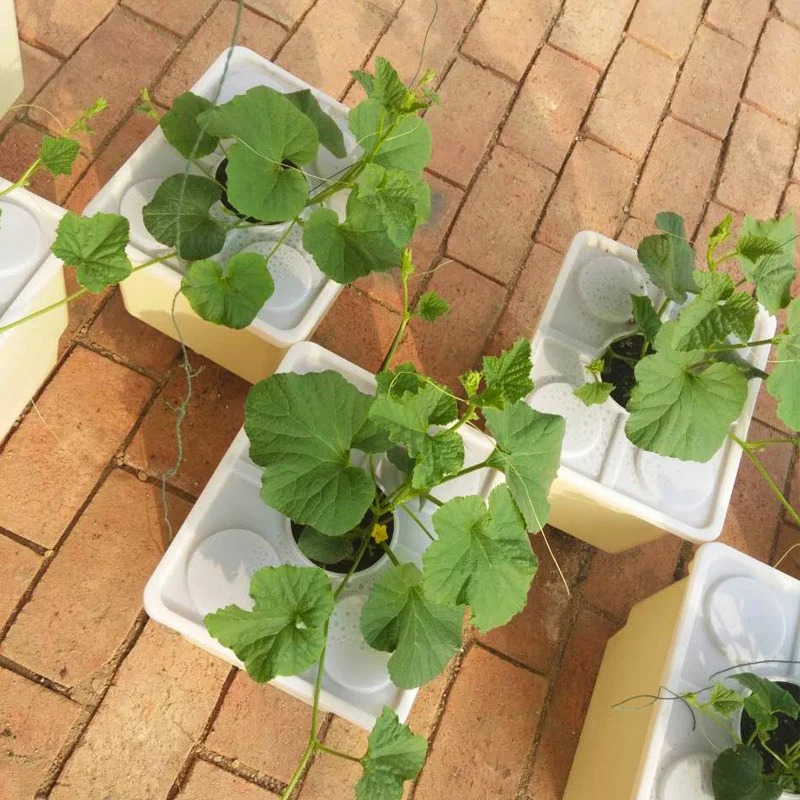 ถังปลูกไฮโดร dutch bucket 1 รูใหญ่ สีครีม