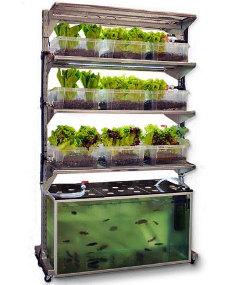 Aquaponics system#AO