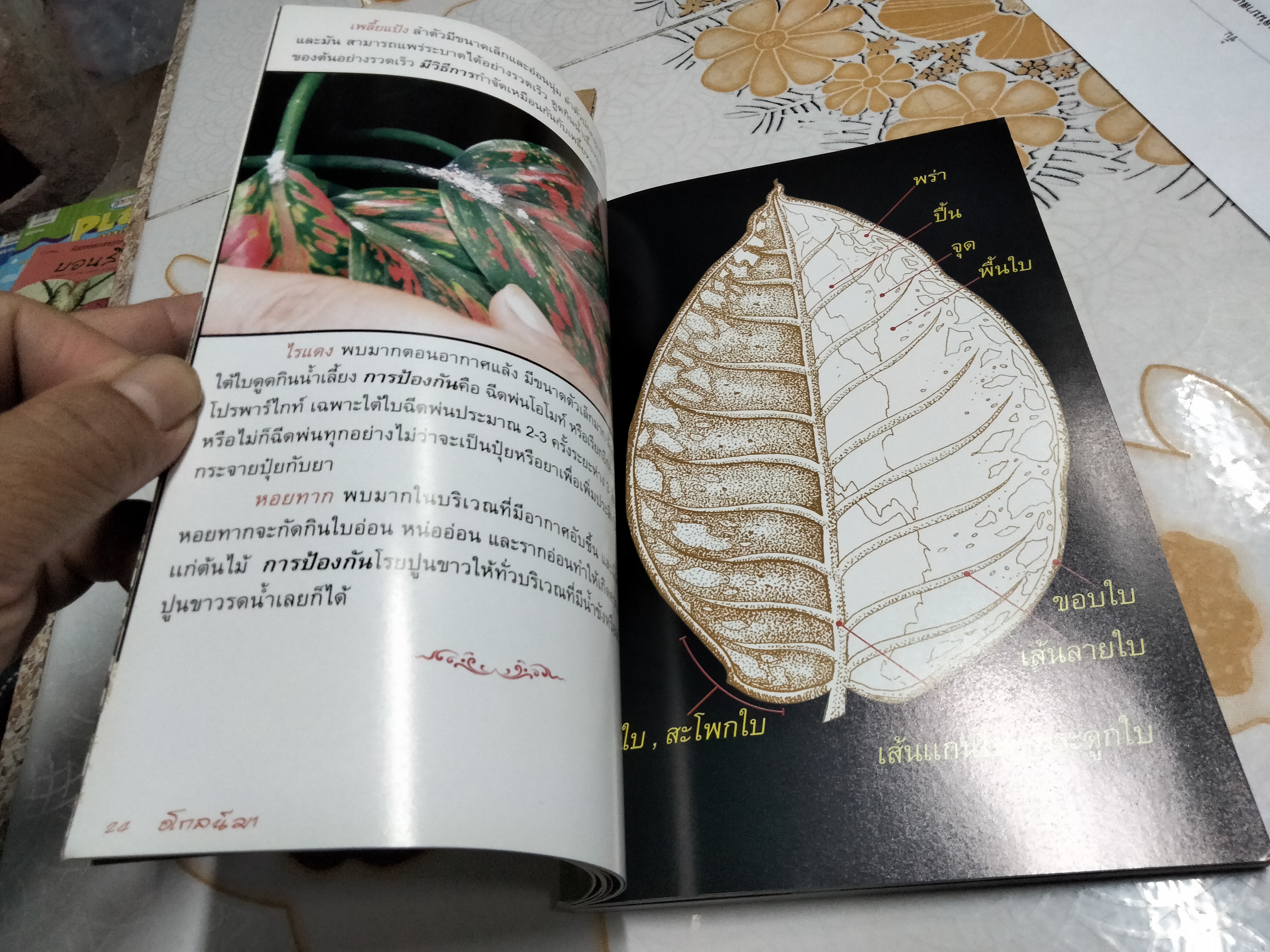 อโกลนีมา - ร้อยพรรณพฤกษา โดย อ.เศรษฐมันตร์ กาญจนกุล **สินค้าหมด**