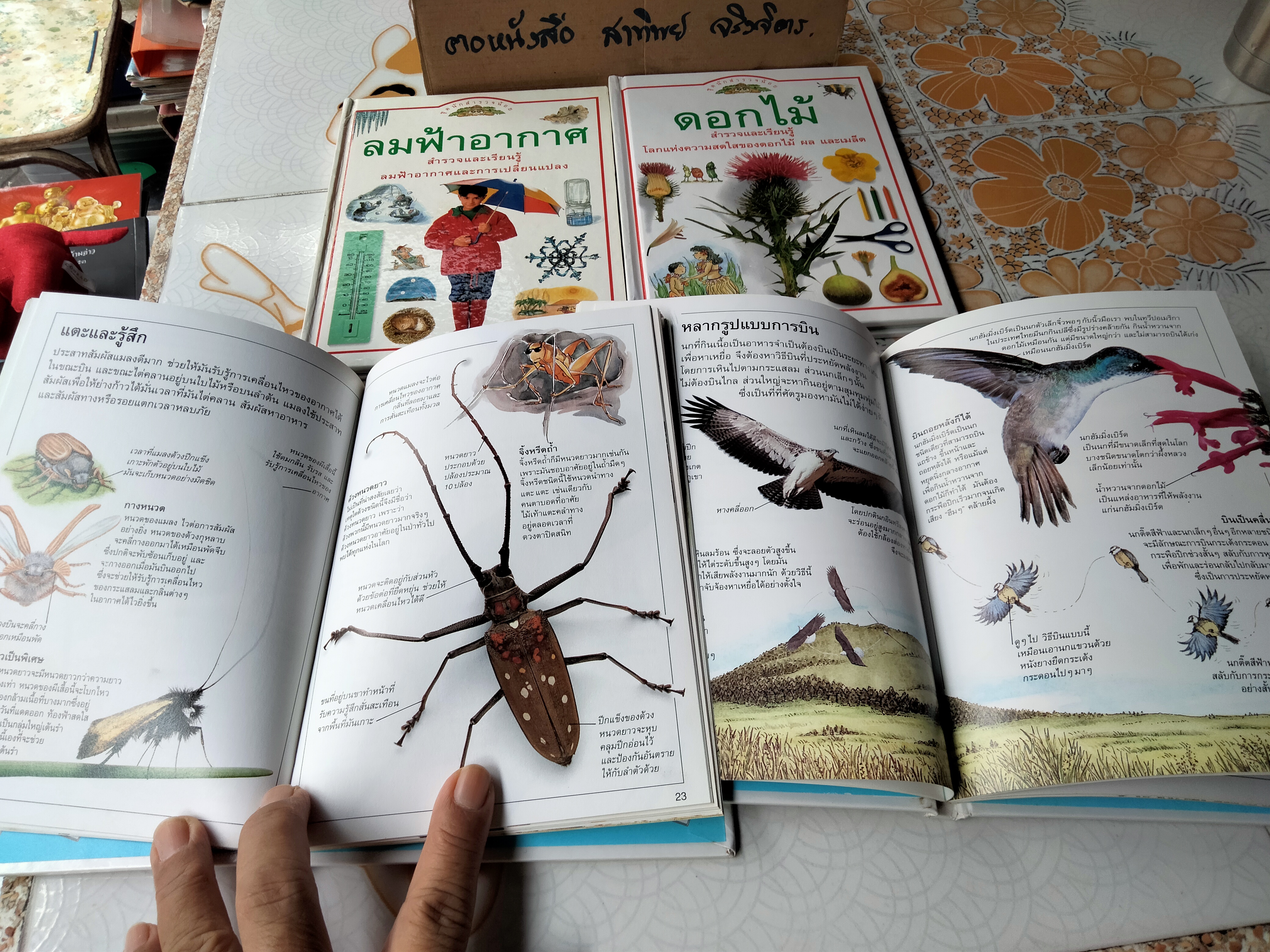 หนังสือชุดนักสำรวจน้อย-ลมฟ้าอากาศ, ดอกไม้, แมลง ,นก (Boxset) **สินค้าหมด**