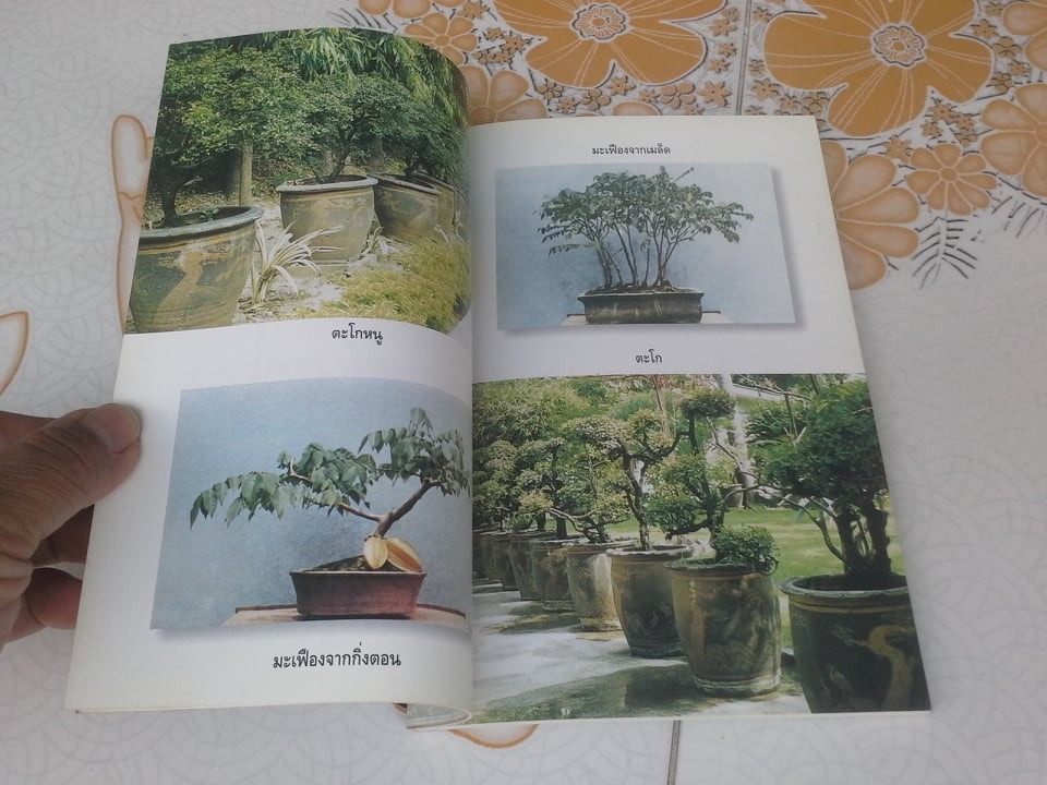 บอนไซ โดย โอสถ โกศิน **สินค้าหมด**