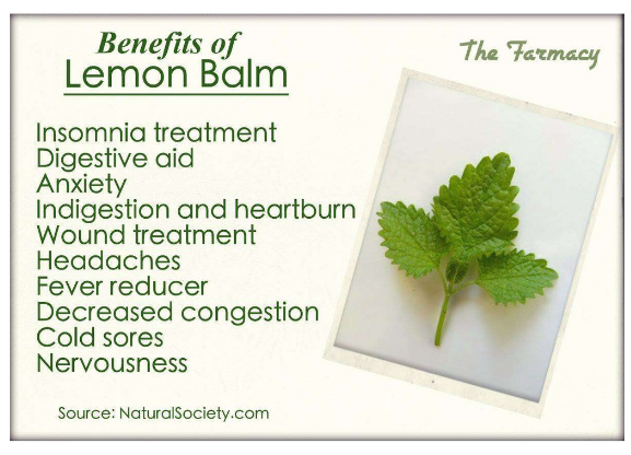 เลมอนบาล์ม Lemon Balm 475 mg 100 VegCaps (Solaray®)