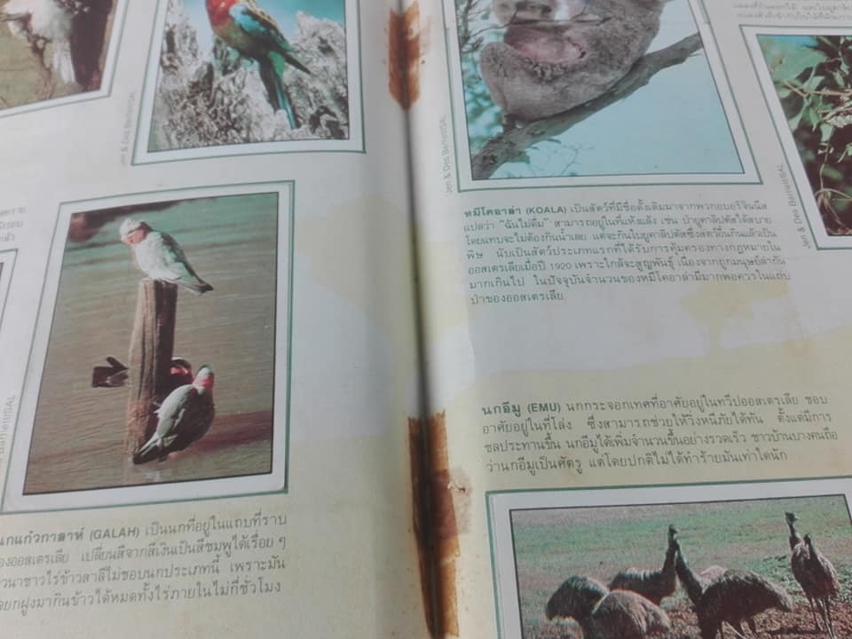 สมุดสะสมสติกเกอร์ ชีวิตสัตว์โลก (แปะครบ 240 รูป) ** สินค้าหมด**