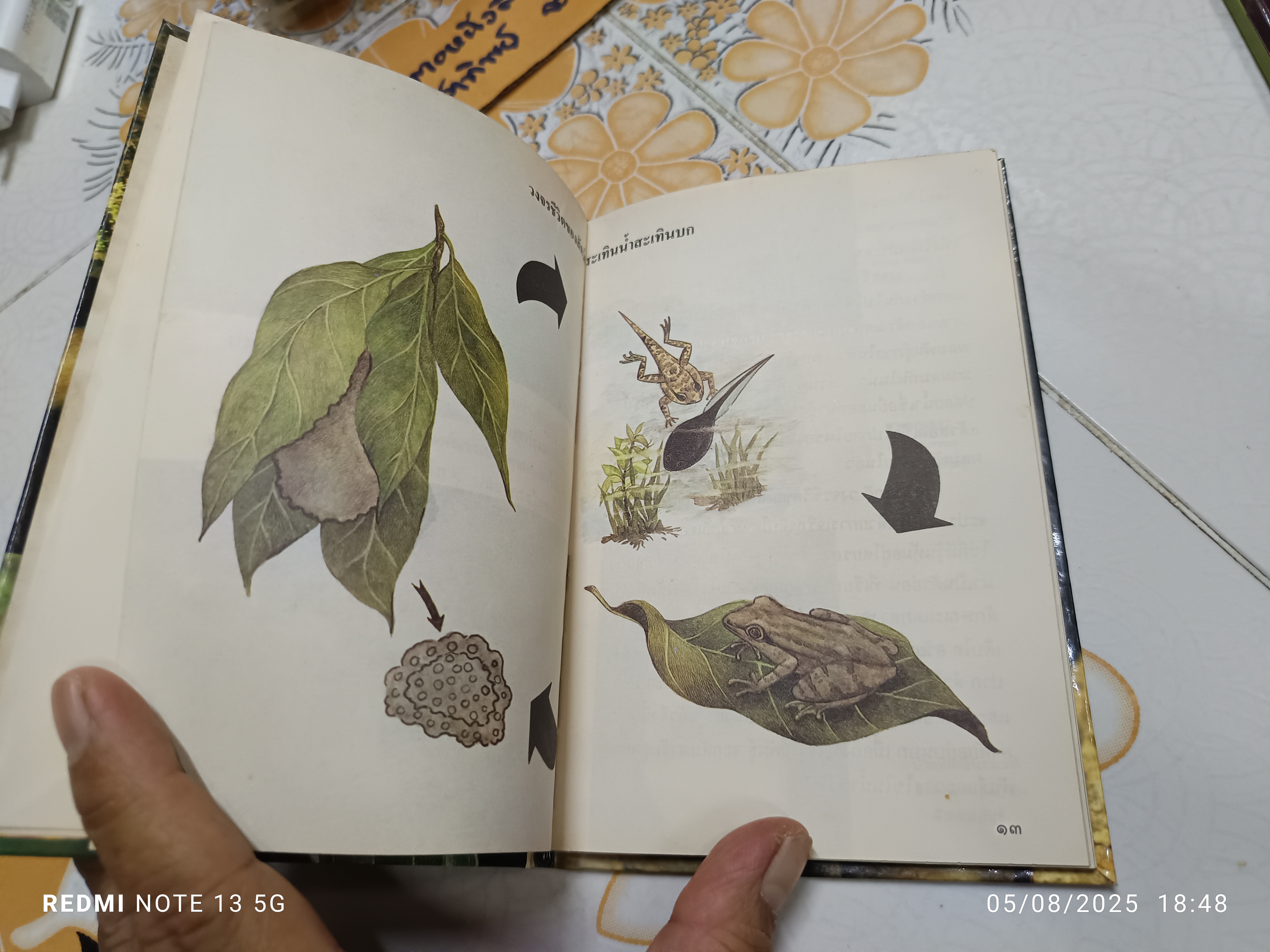 สัตว์สะเทินน้ำสะเทินบก เขียนโดย จารุจินต์ นภีตะภัฏ. หนังสือชุดความรู้ไทยขององค์การค้าคุรุสภา พิมพ์ครั้งแรกพ.ศ 2531