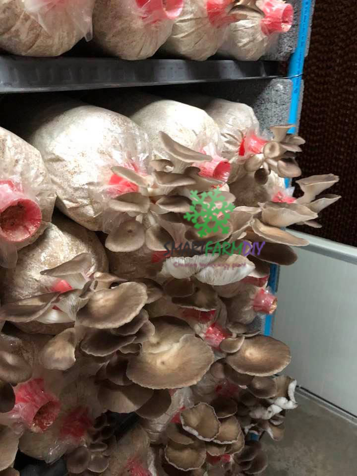 โรงเรือนเพาะเห็ดควบคุมอุณหภูมิความชื้นพร้อมระบบ (IoT)