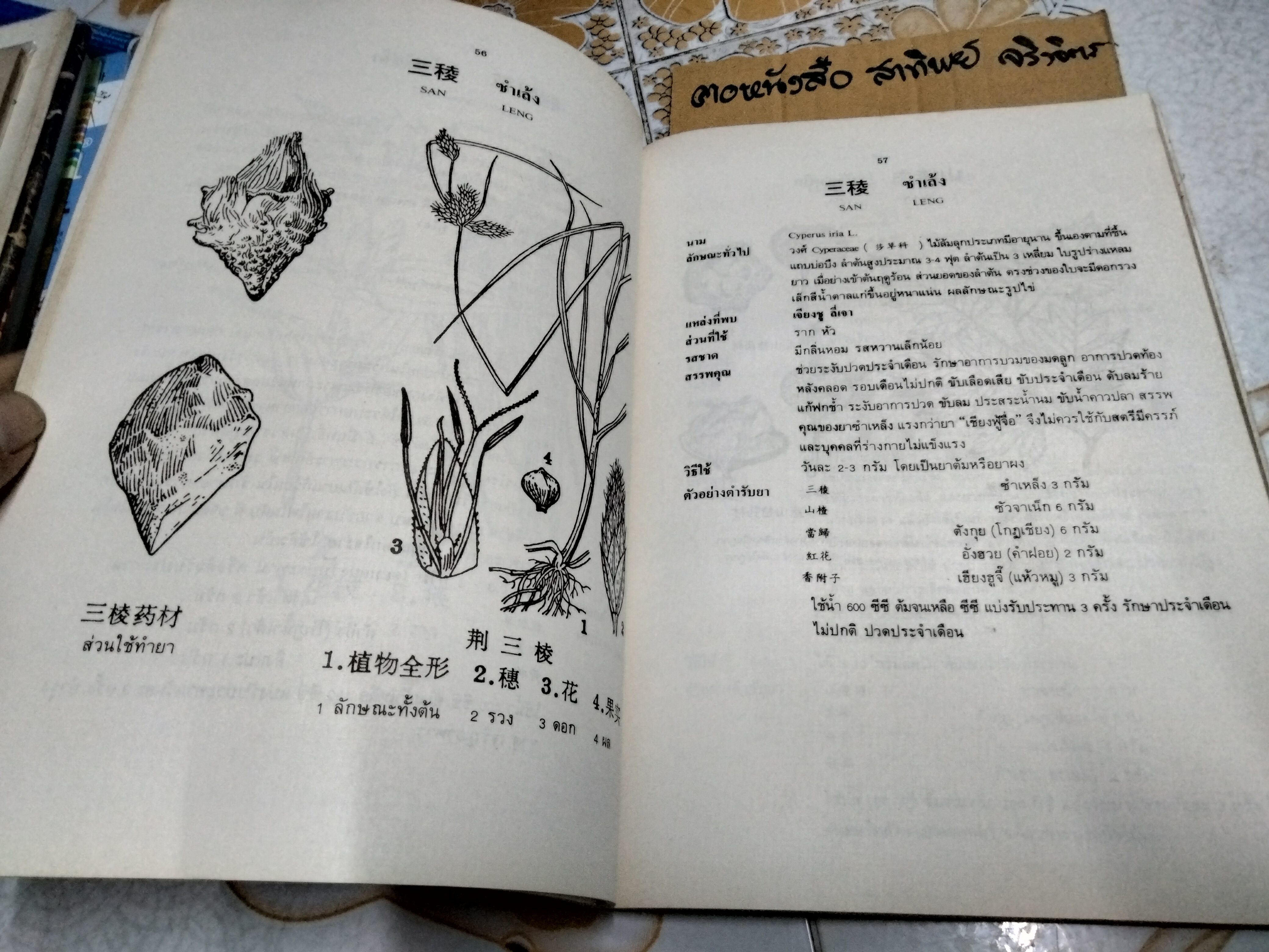 สมุนไพรจีน - รวบรวมเรียบเรียงและจัดพิมพ์ โดย นายเจนกิจ เวชพงศา