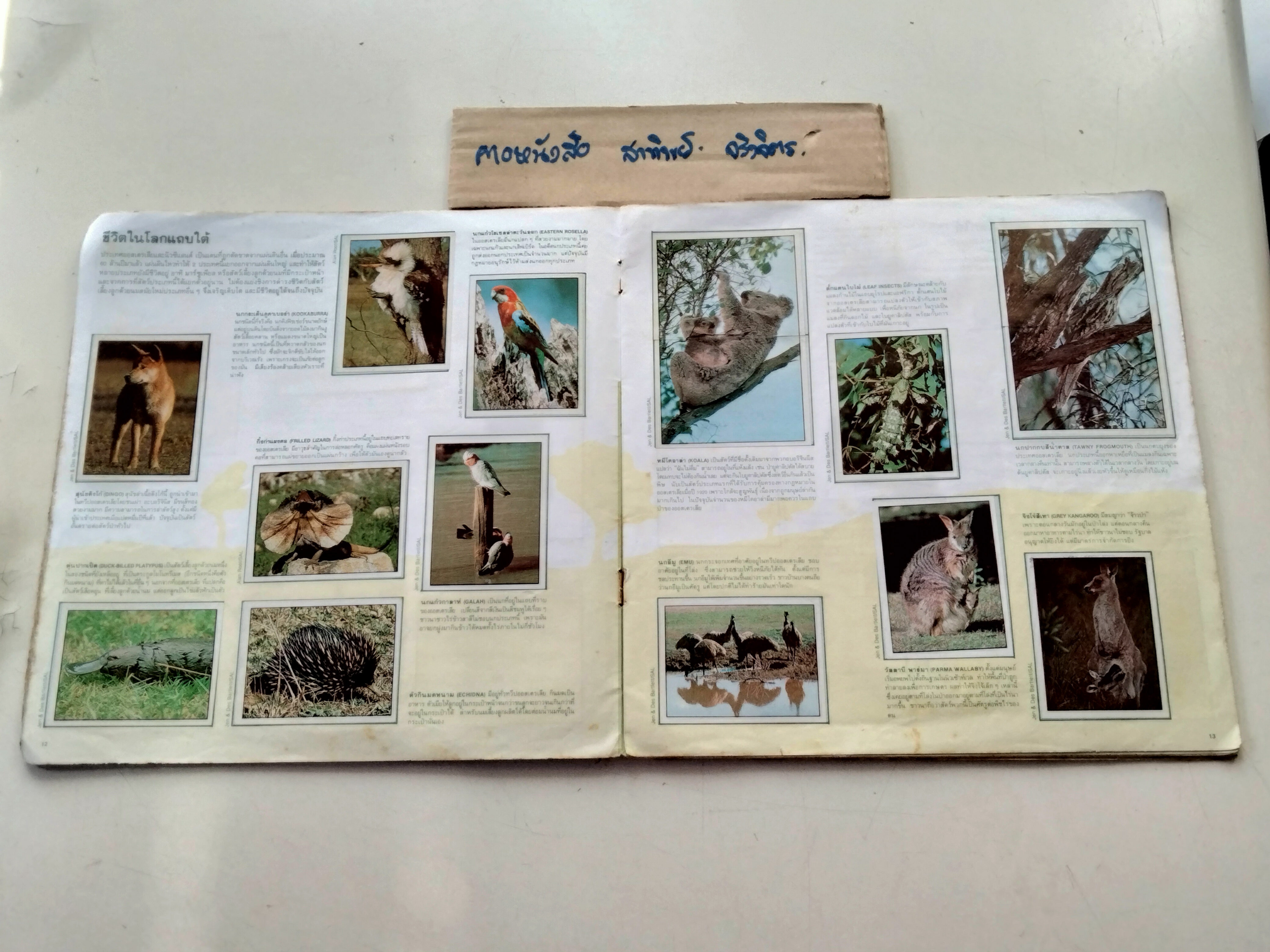 สมุดสะสมสติกเกอร์ ชีวิตสัตว์โลก (แปะครบ 240 รูป) หนังสือมือสอง สภาพพอใช้ **สินค้าหมด**