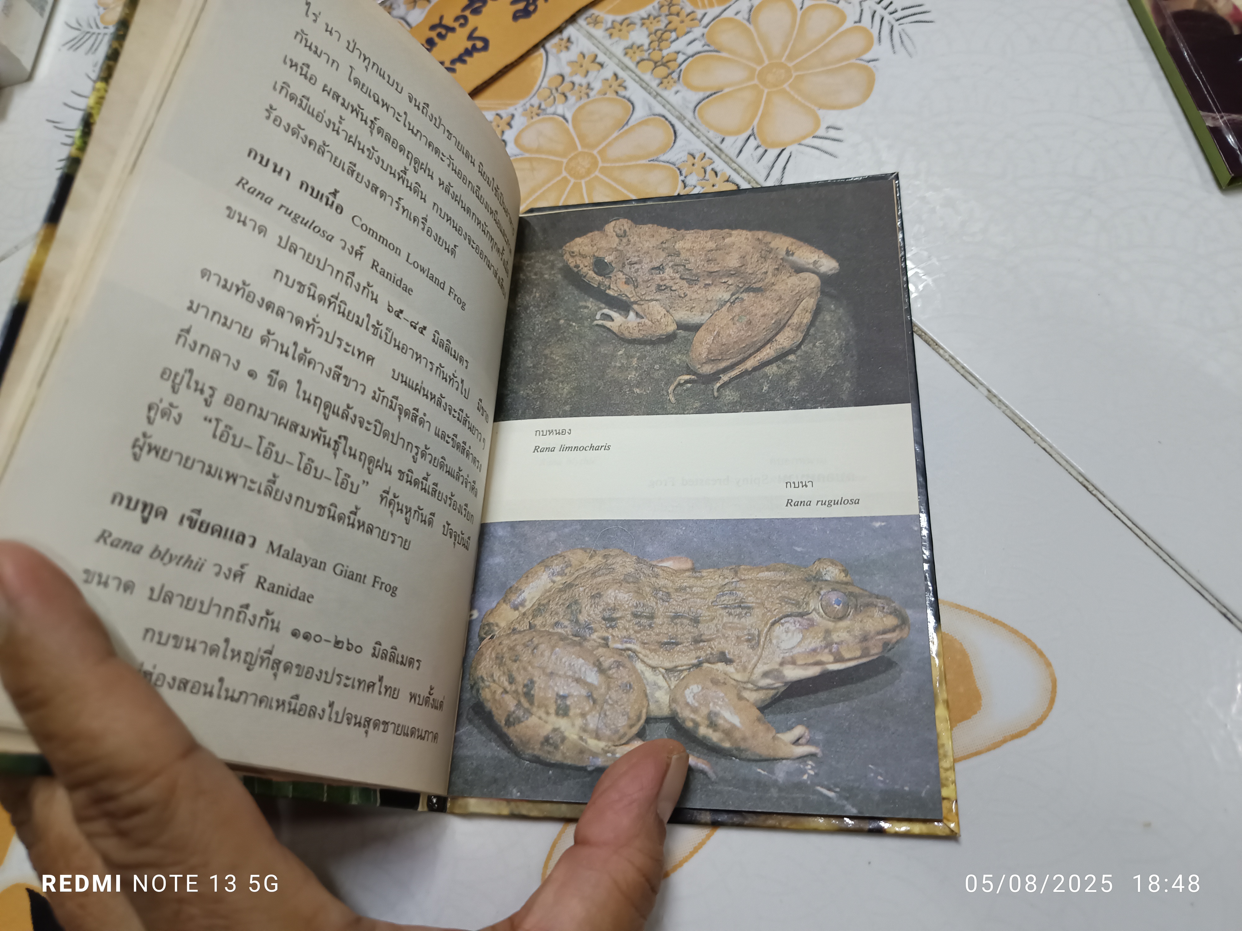 สัตว์สะเทินน้ำสะเทินบก เขียนโดย จารุจินต์ นภีตะภัฏ. หนังสือชุดความรู้ไทยขององค์การค้าคุรุสภา พิมพ์ครั้งแรกพ.ศ 2531