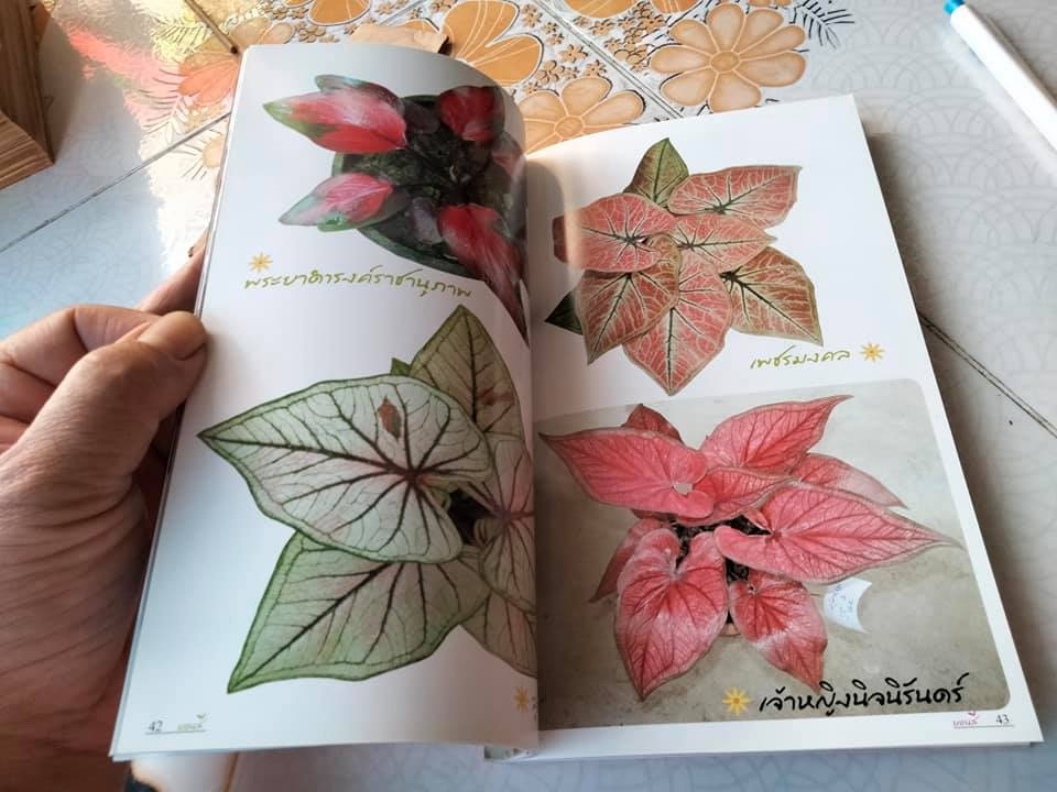 บอนสี - ร้อยพรรณพฤกษา โดย อ.เศรษฐมันตร์ กาญจนกุล พิมพ์ครั้งแรก พ.ศ.2550 **สินค้าหมด**