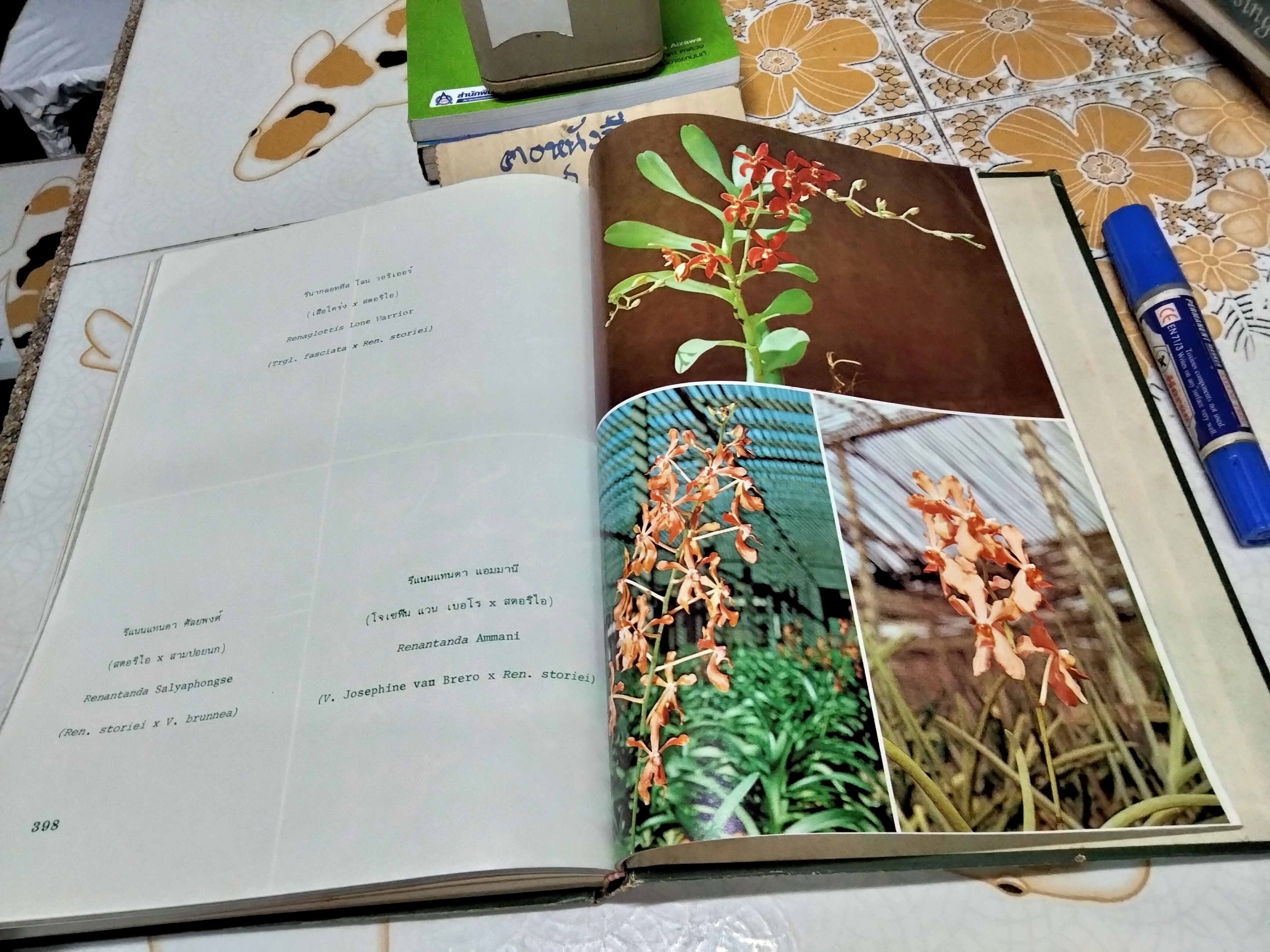 ตำรากล้วยไม้สำหรับผู้เริ่มต้น โดย ไพบูลย์ ไพรีพ่ายฤทธิ์ พิมพ์ครั้งแรก ธันวาคม 2521