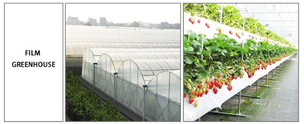 FILM GREENHOUSE