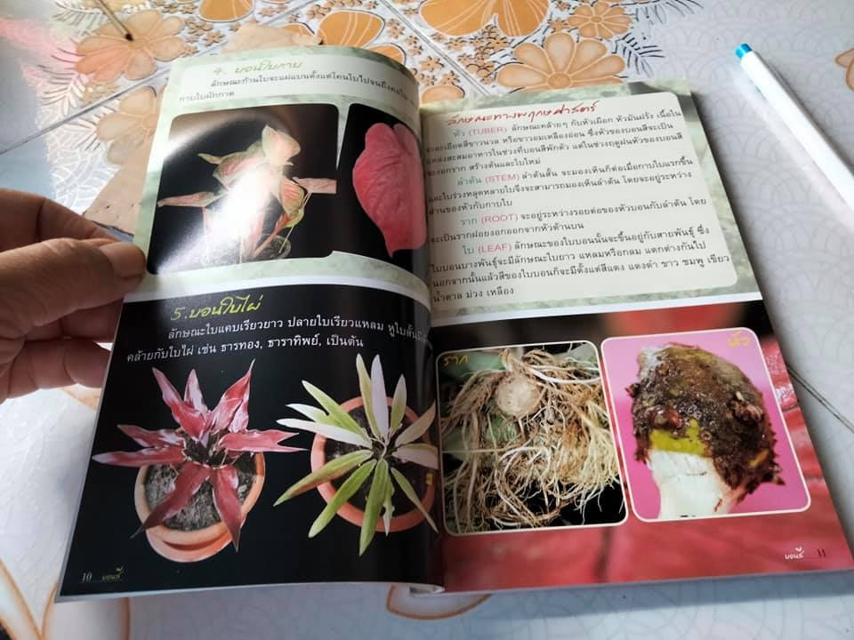 บอนสี - ร้อยพรรณพฤกษา โดย อ.เศรษฐมันตร์ กาญจนกุล พิมพ์ครั้งแรก พ.ศ.2550 **สินค้าหมด**