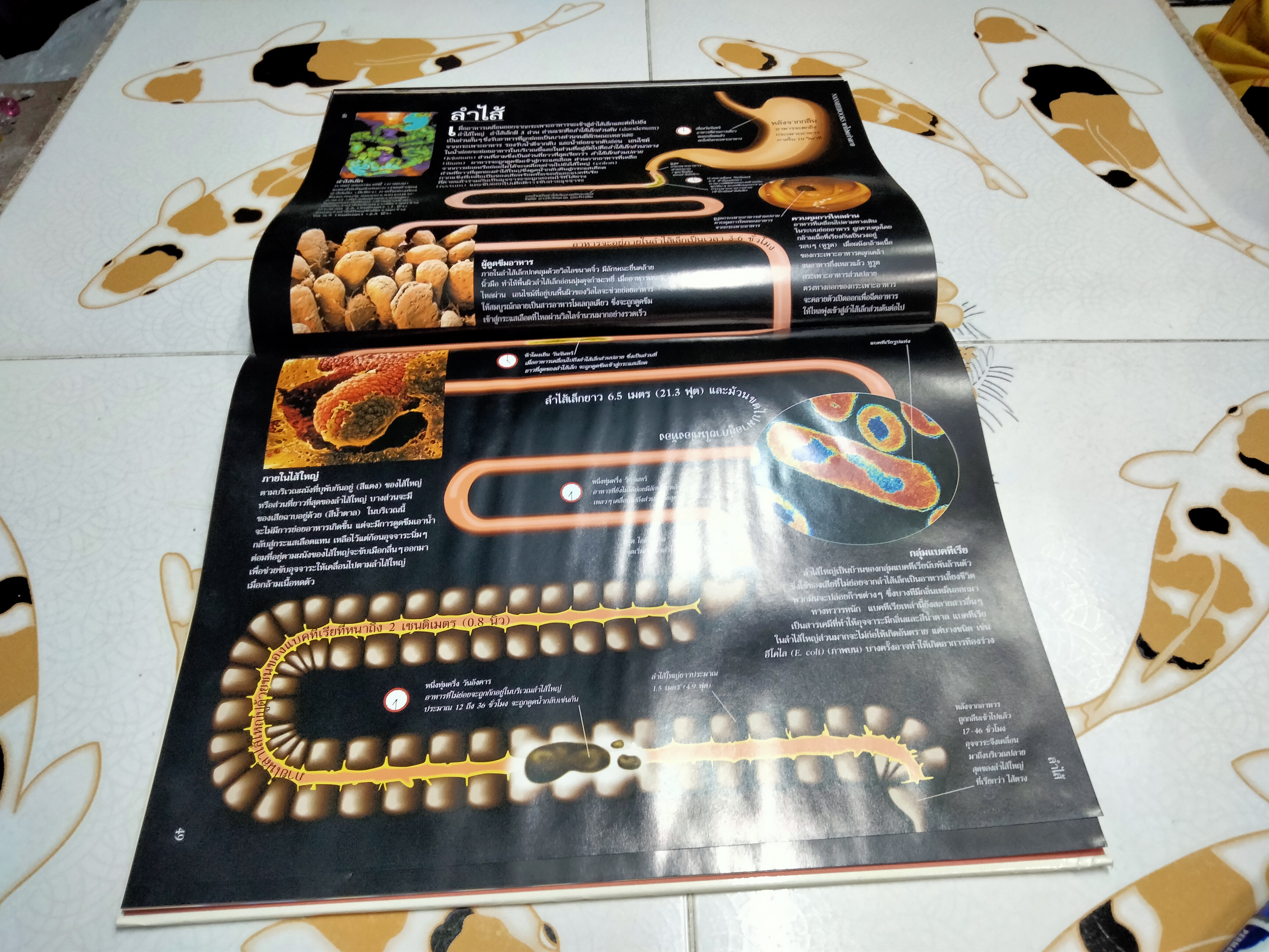 NANMEEBOOKS พาไปพบร่างกาย - Richard Walker เขียน, มีนา โอวราวินทร์ แปล (มีตราประทับจากห้องสมุดที่ใบรองปกหน้าและหลัง)