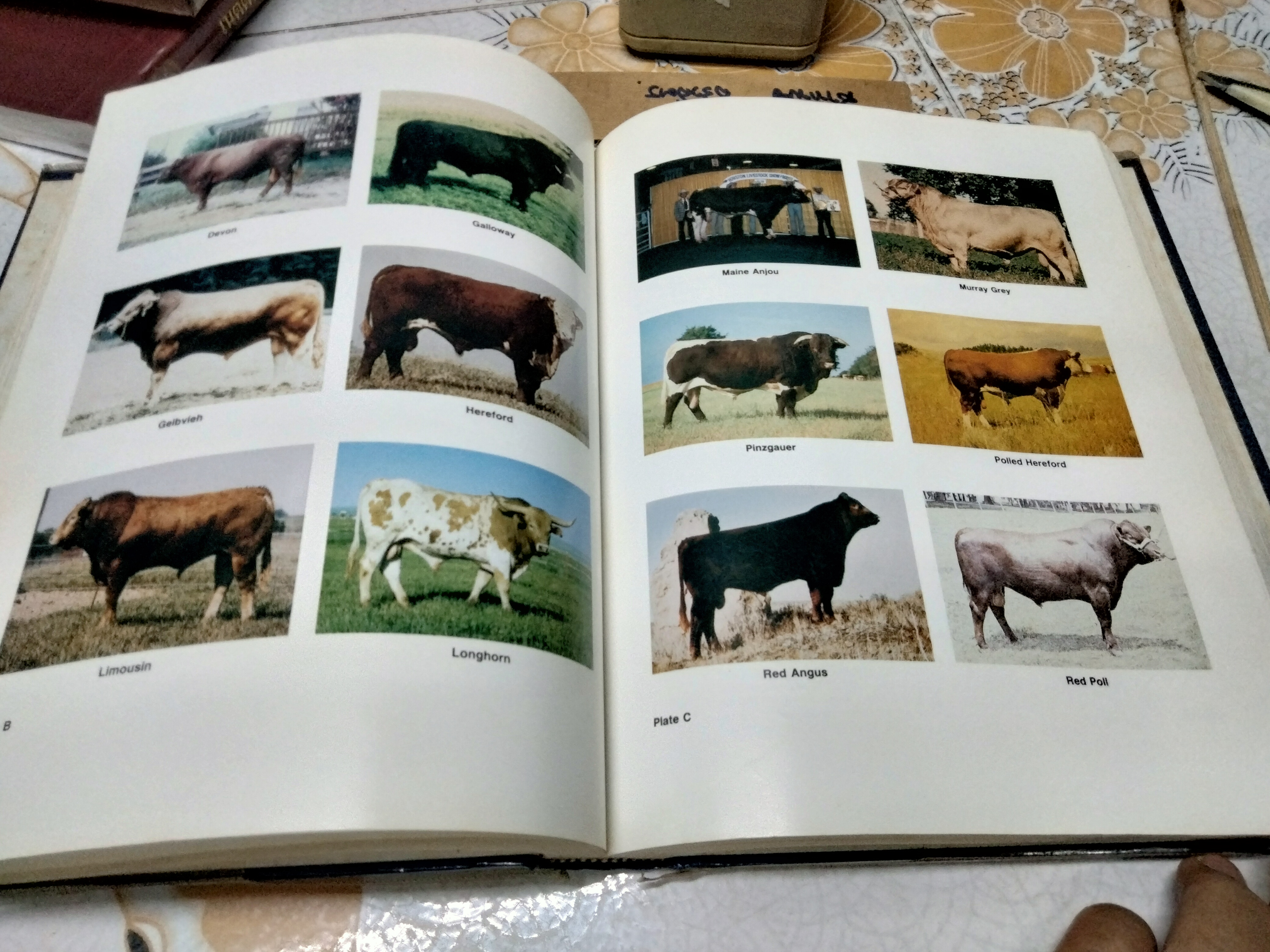 Beef Production and the Beef Industry A Beef Producer's Perspective. Robert E. Taylor