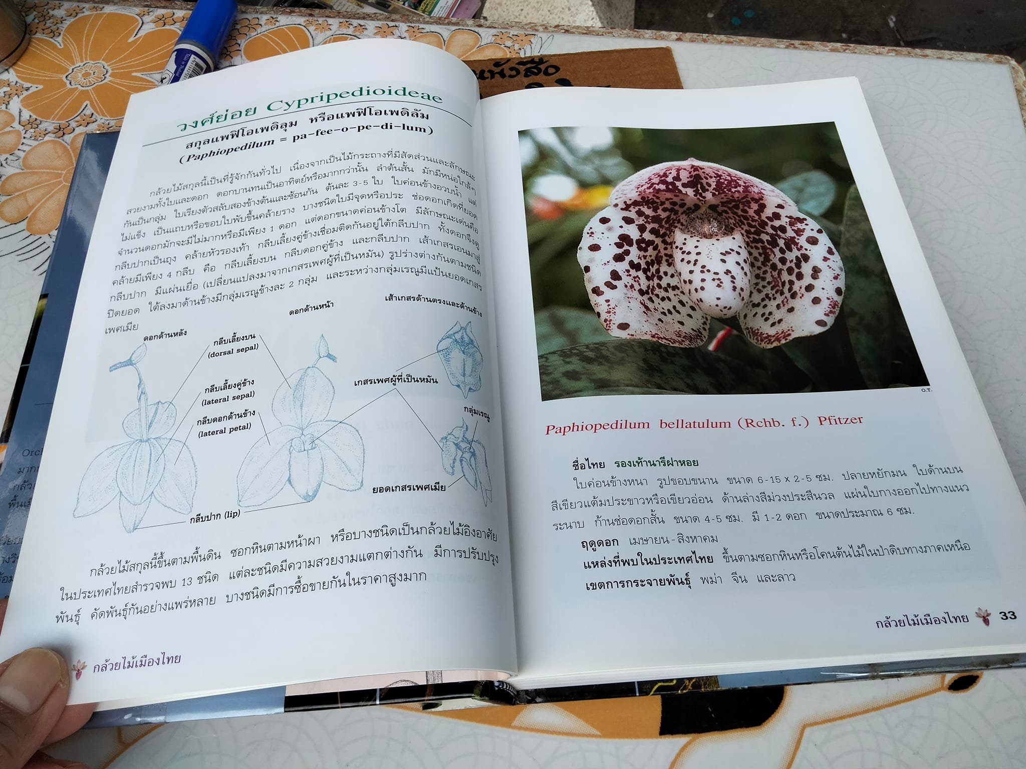 กล้วยไม้เมืองไทย - รศ. ดร.อบฉันท์ ไทยทอง **สินค้าหมด**