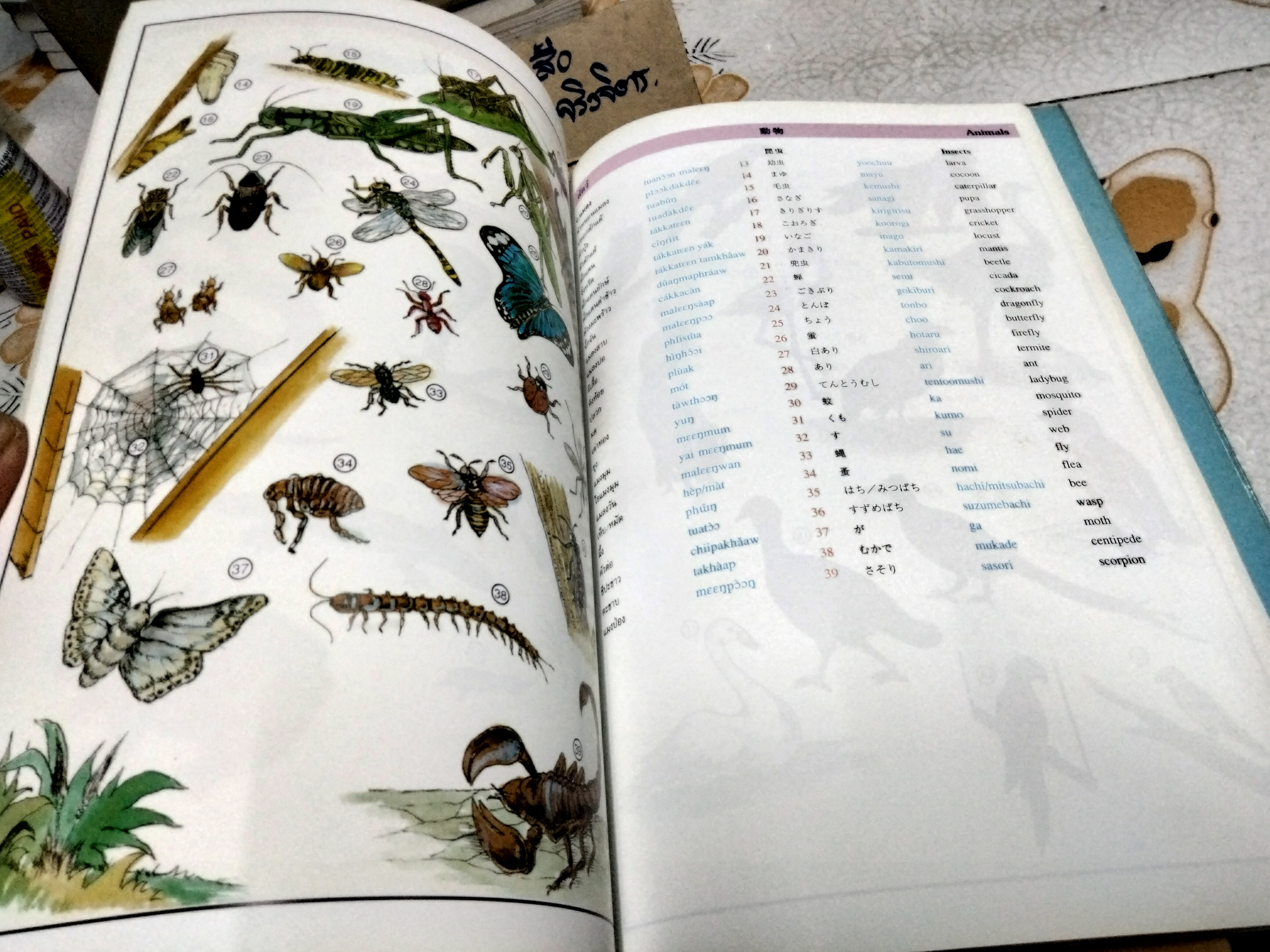 พจนานุกรมภาพ 3 ภาษา ไทย ญี่ปุ่น อังกฤษ - พิมพ์ครั้งที่ 8/2546 โดย สำนักพิมพ์ภาษาและวัฒนธรรม **สินค้าหมด**