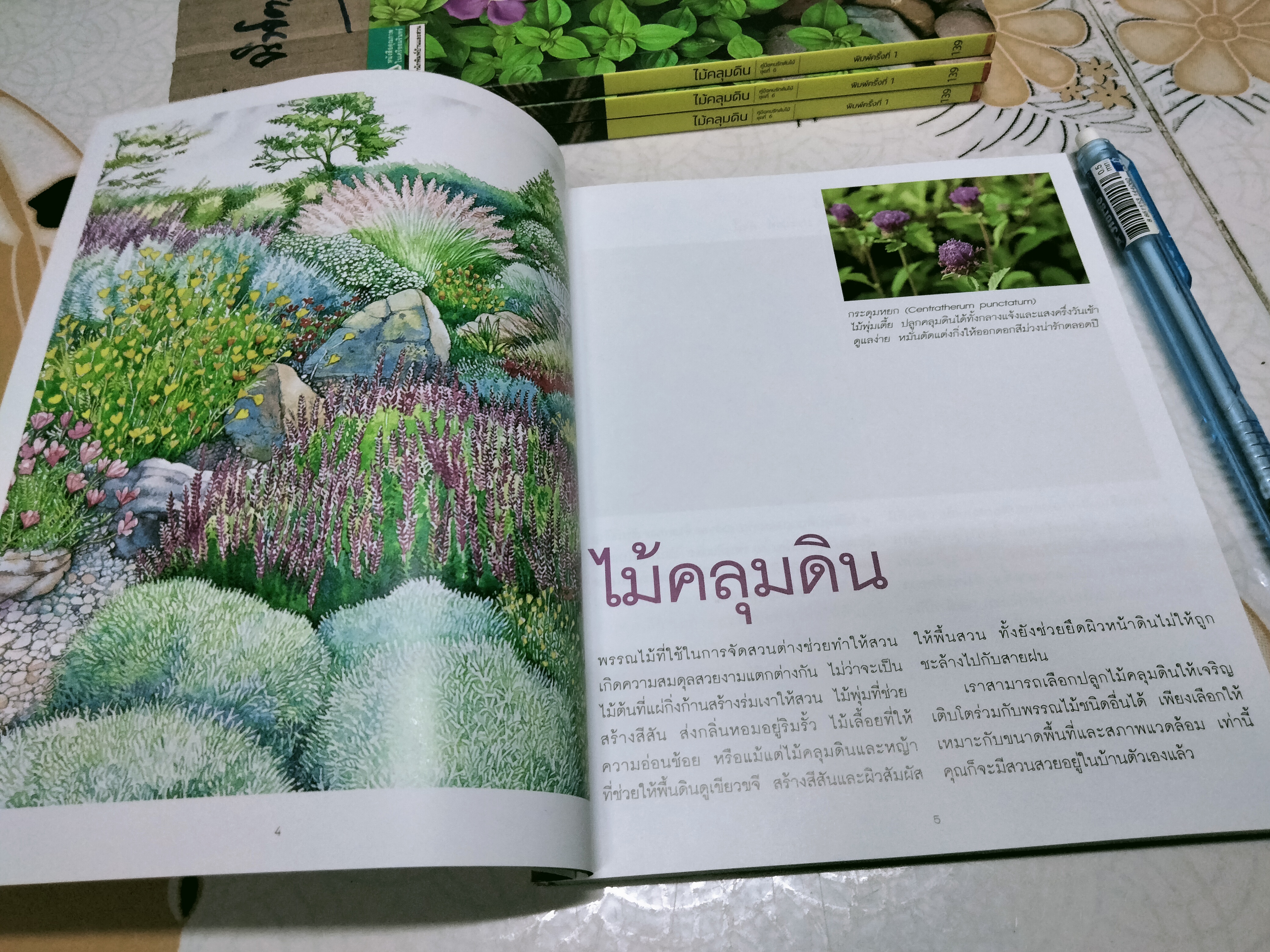 ไม้คลุมดิน - คู่มือคนรักต้นไม้ ชุดที่ 6 โดย ธิวลักษณ์ บุนนาค พิมพ์ครั้งที่ 1 สำนักพิมพ์บ้านและสวน **สินค้าหมด**