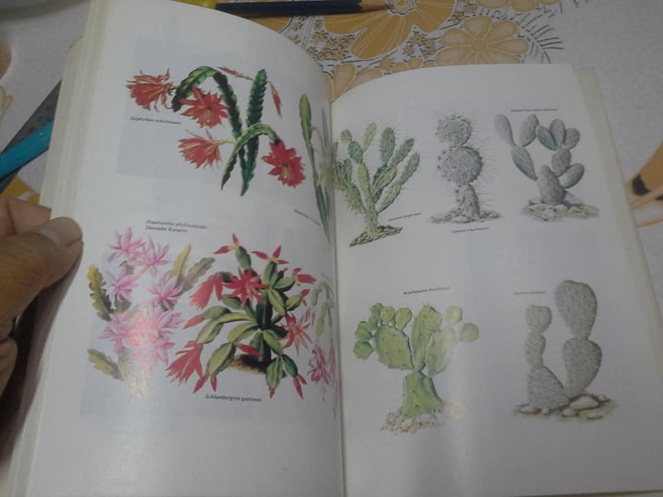 ตำราปลูกและขยายพันธุ์ แคคตัส และ ไม้ใบอวบ (Cactus and Succulens) โดย คณะอาจารย์วิทยาลัยเกษตรศาสตร์ **สินค้าหมด**