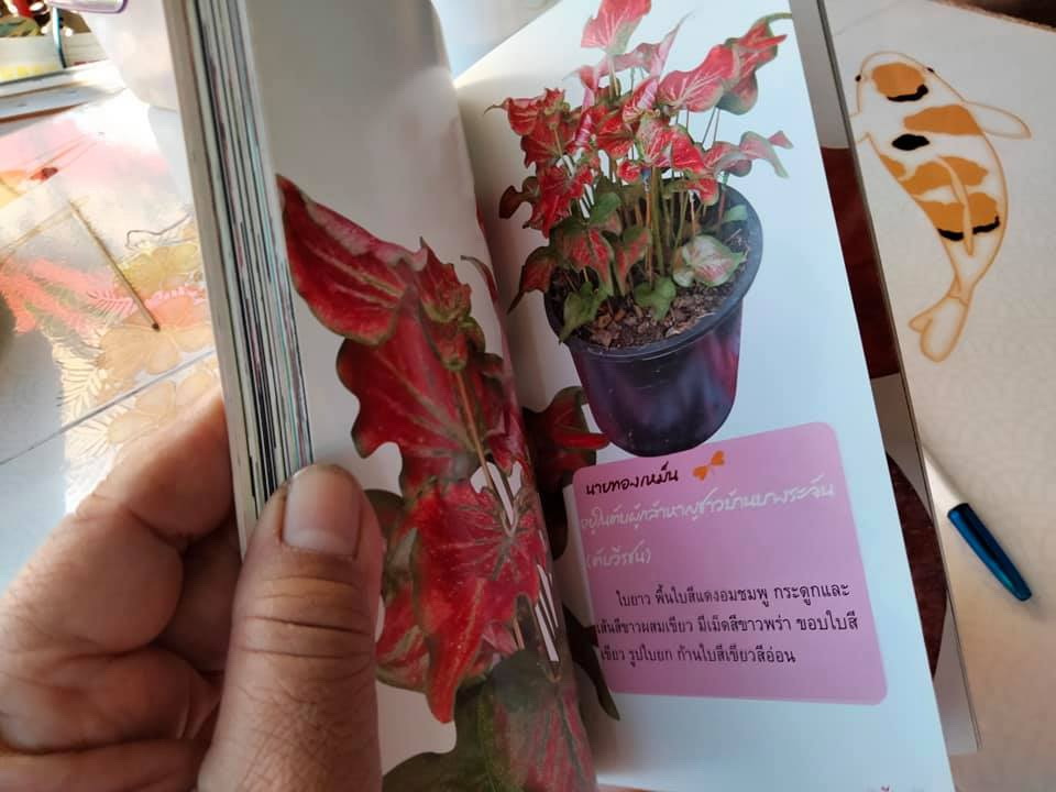 บอนสี - ร้อยพรรณพฤกษา โดย อ.เศรษฐมันตร์ กาญจนกุล พิมพ์ครั้งแรก พ.ศ.2550 **สินค้าหมด**