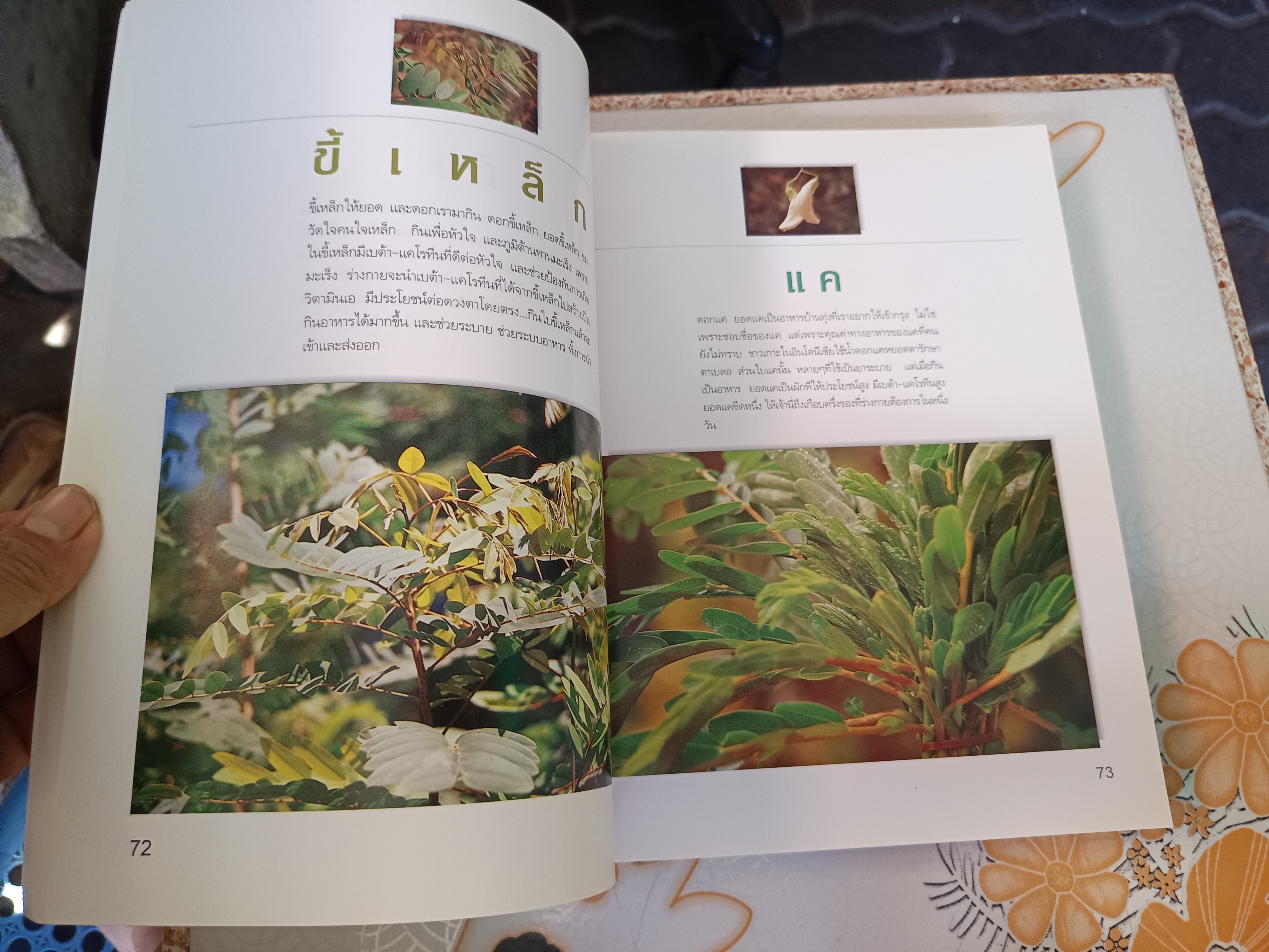 มหัศจรรย์ผัก 108