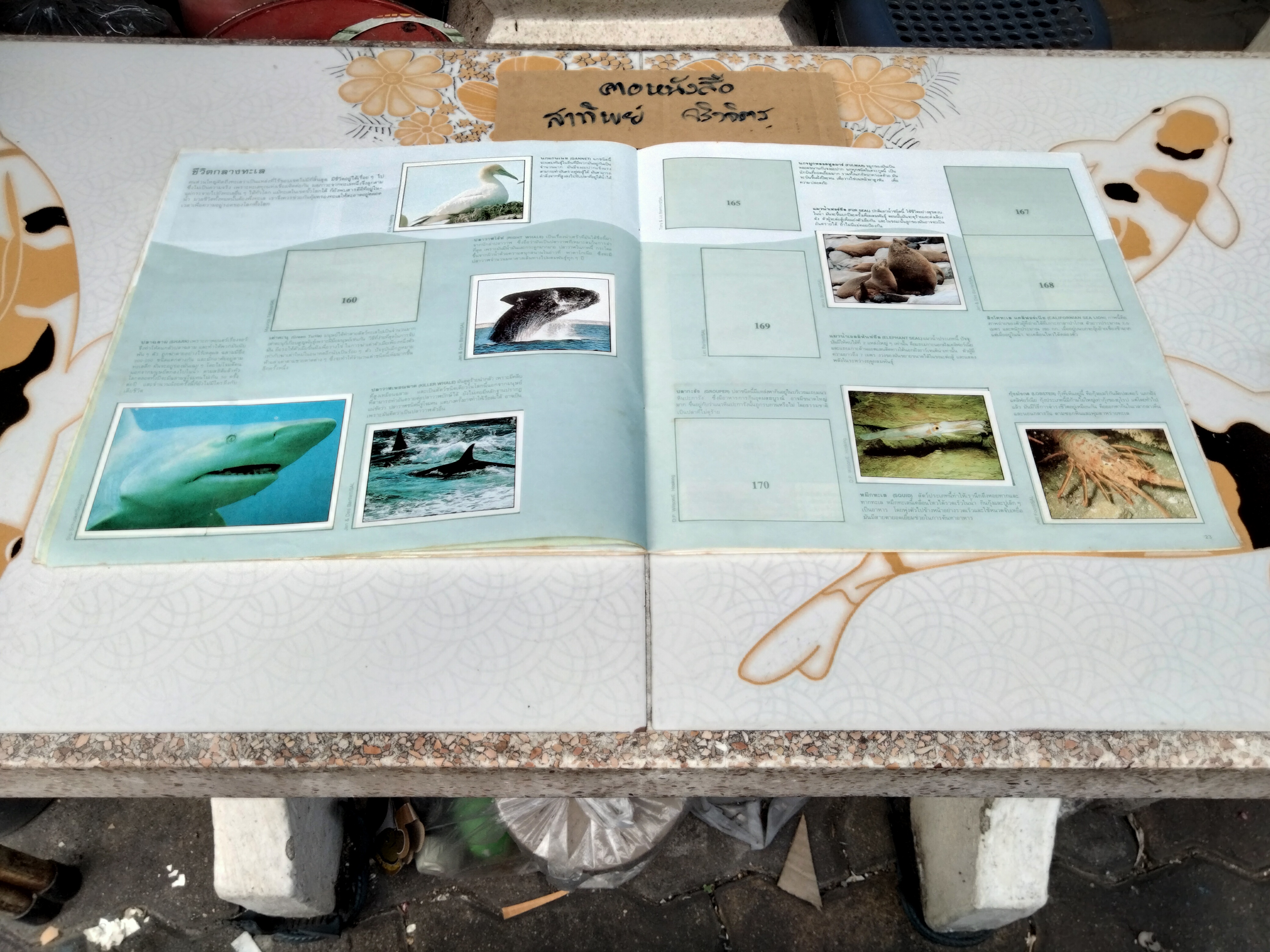 สมุดสะสมสติกเกอร์ ชีวิตสัตว์โลก (แปะสติกเกอร์ 178 รูป จากทั้งหมด 240 รูป) **สินค้าหมด**