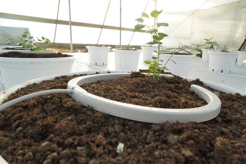 Netbow รุ่น 5 นิ้ว/ 10 นิ้ว