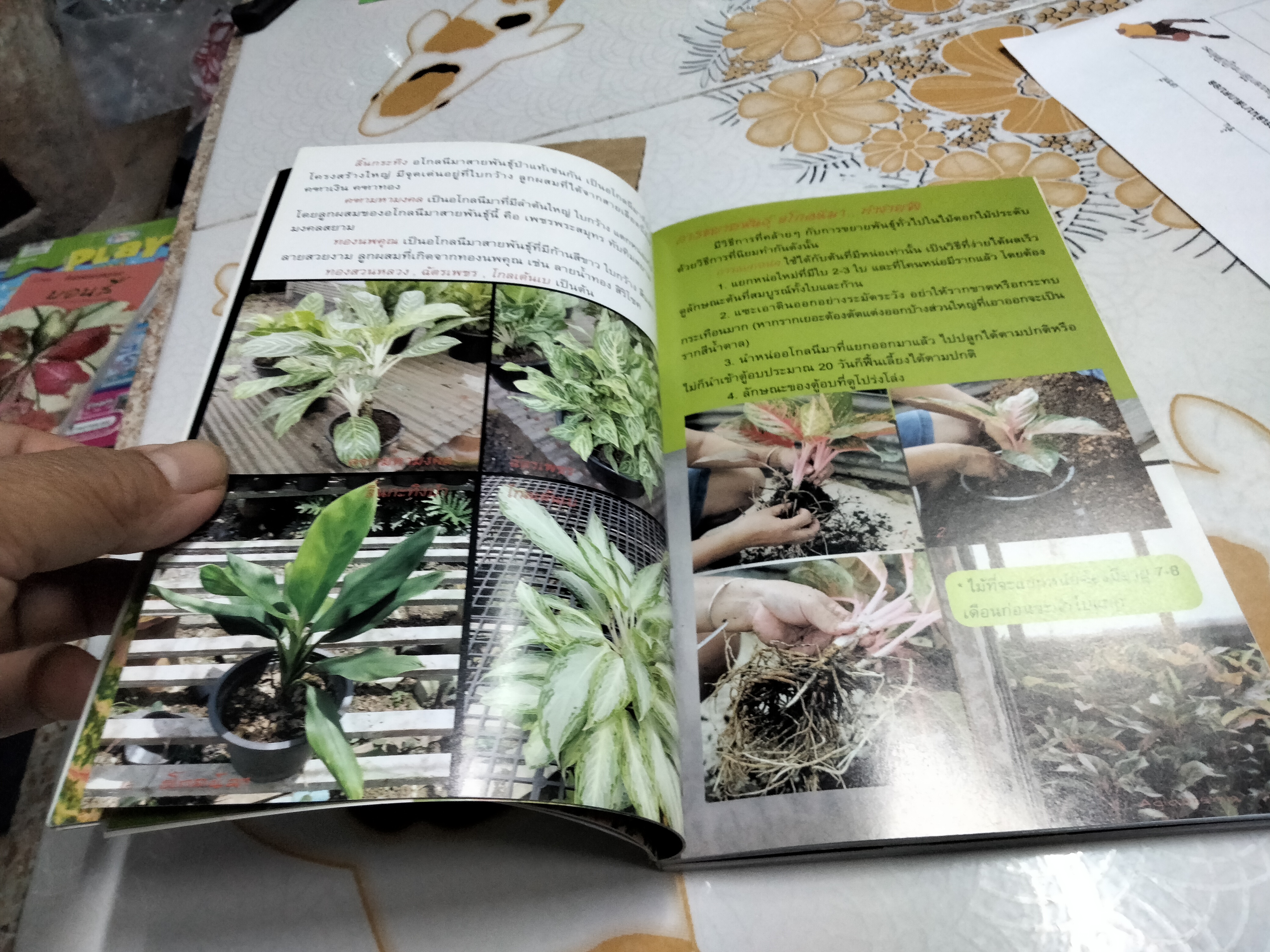 อโกลนีมา - ร้อยพรรณพฤกษา โดย อ.เศรษฐมันตร์ กาญจนกุล **สินค้าหมด**