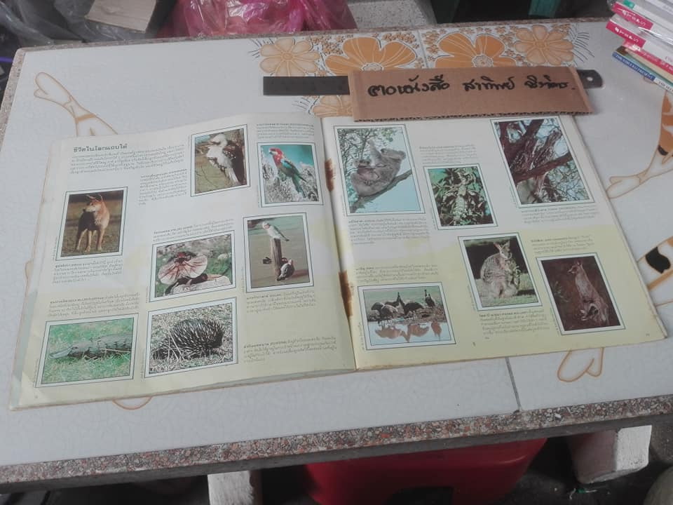 สมุดสะสมสติกเกอร์ ชีวิตสัตว์โลก (แปะครบ 240 รูป) ** สินค้าหมด**