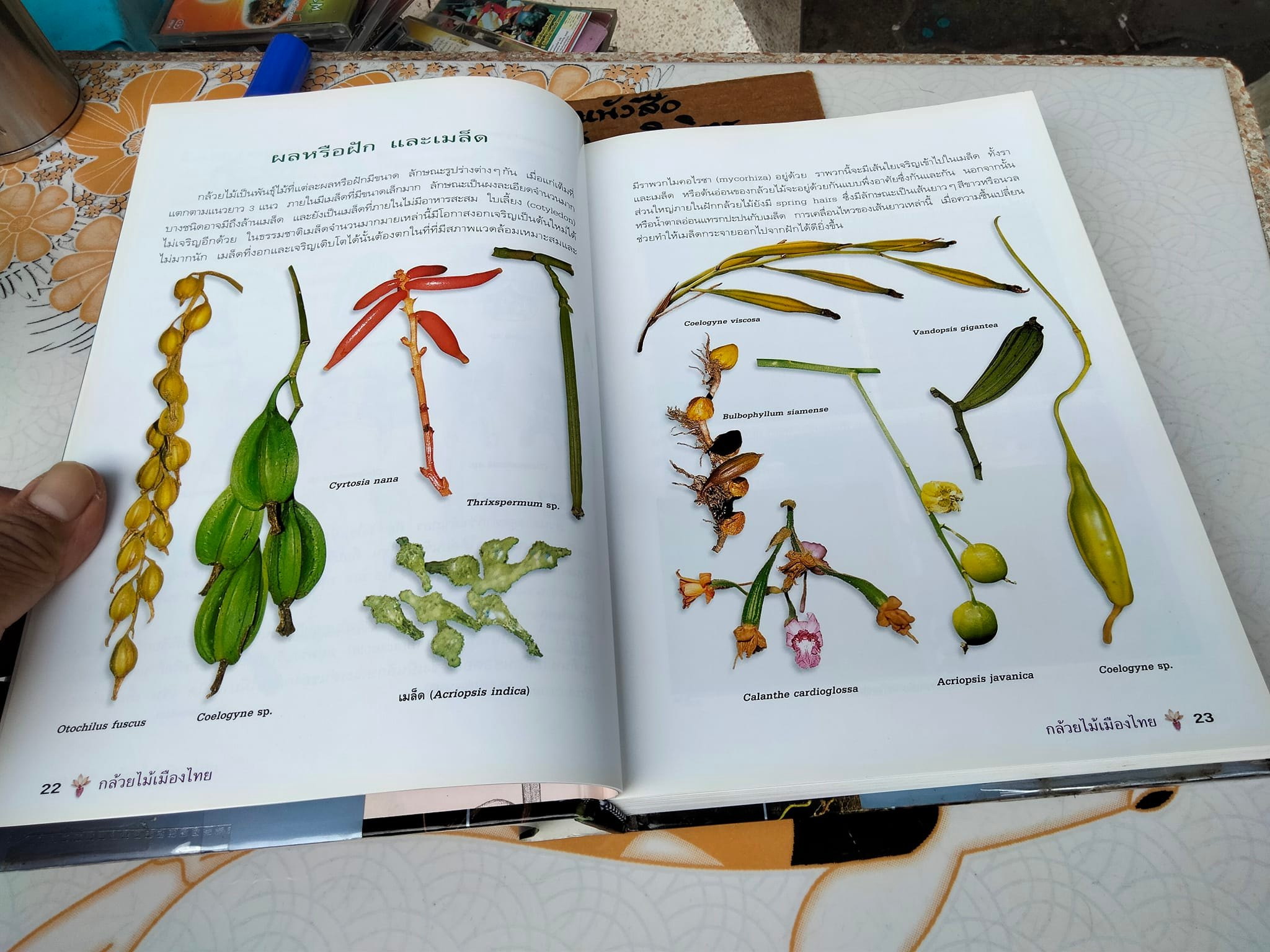 กล้วยไม้เมืองไทย - รศ. ดร.อบฉันท์ ไทยทอง **สินค้าหมด**