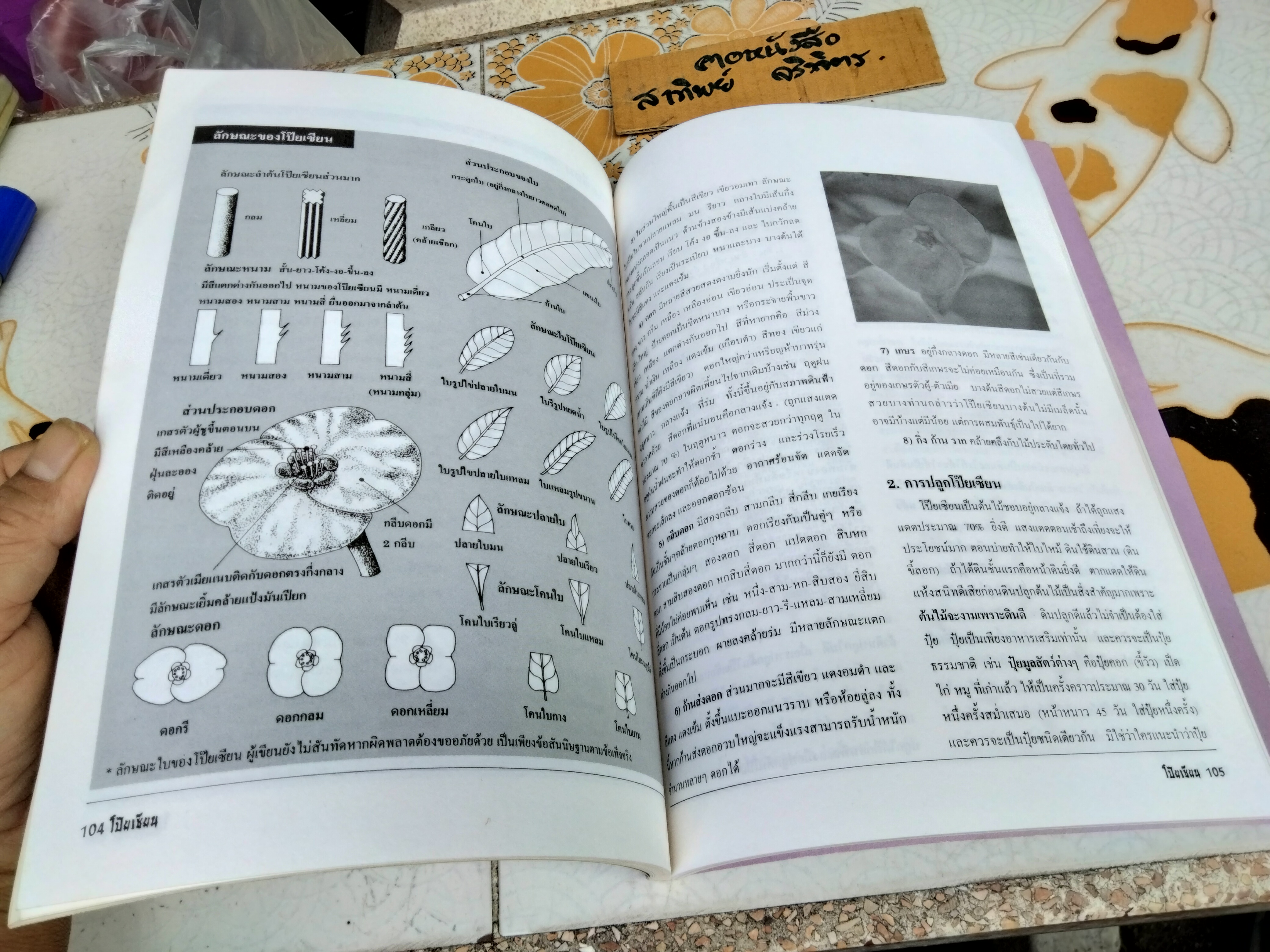 โป๊ยเซียน ต้นไม้เสี่ยงทาย เล่ม 2 โดย มณฑล เนตรสว่าง พิมพ์ปี พ.ศ 2537