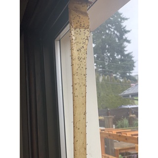 TERRO® T518 Fly Magnet Sticky Fly Paper Fly Trap 8 Count ผลิตภัณฑ์ดักจับแมลง แบบไร้กลิ่น