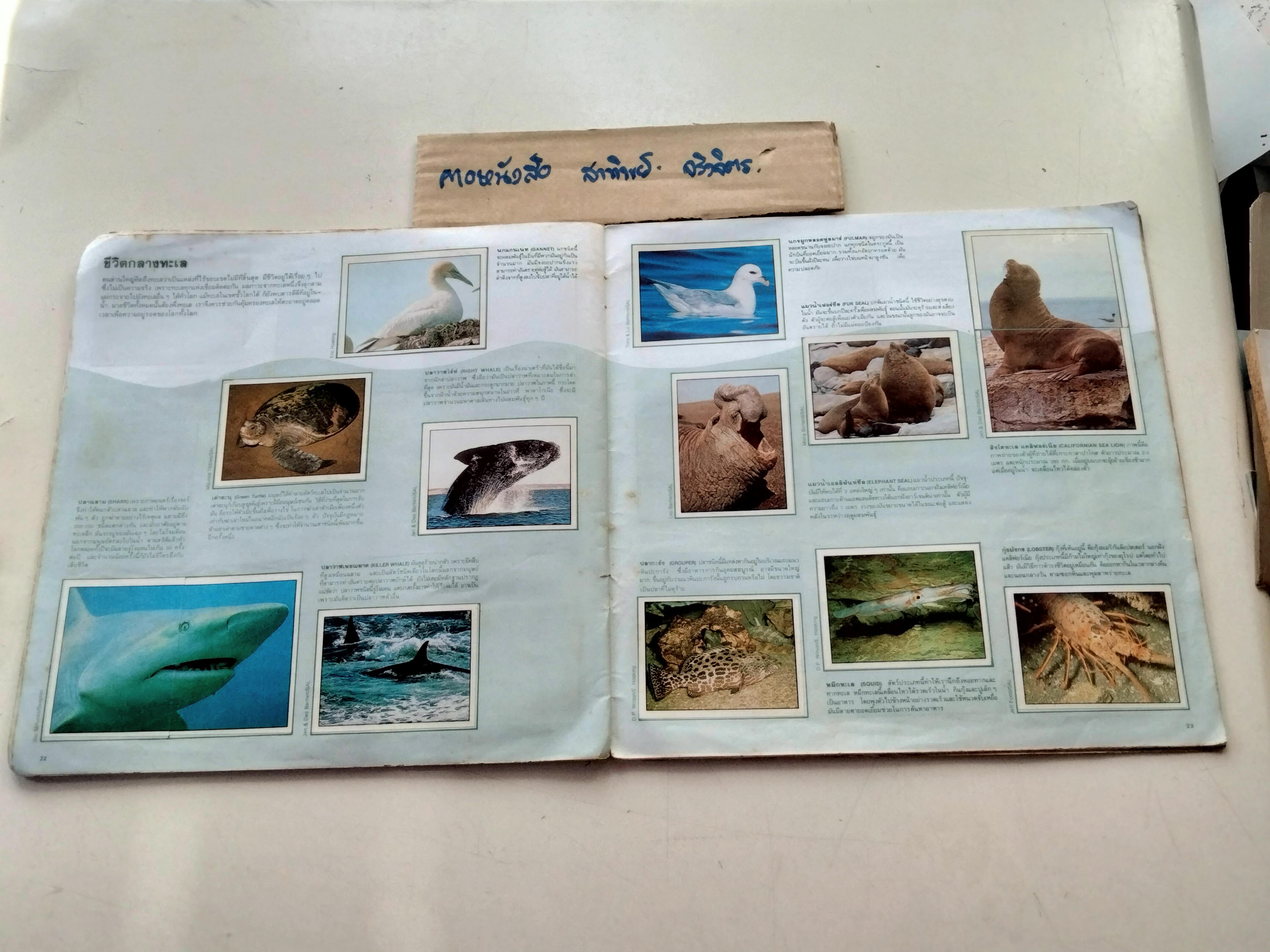 สมุดสะสมสติกเกอร์ ชีวิตสัตว์โลก (แปะครบ 240 รูป) หนังสือมือสอง สภาพพอใช้ **สินค้าหมด**