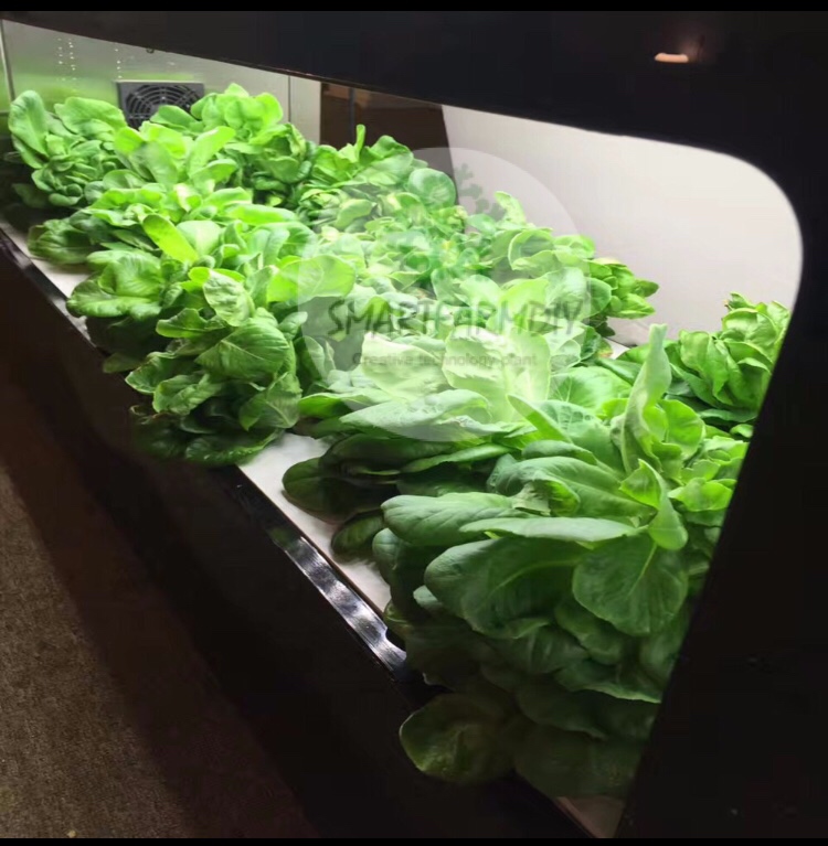 ตู้ปลูกผักอัจฉริยะ