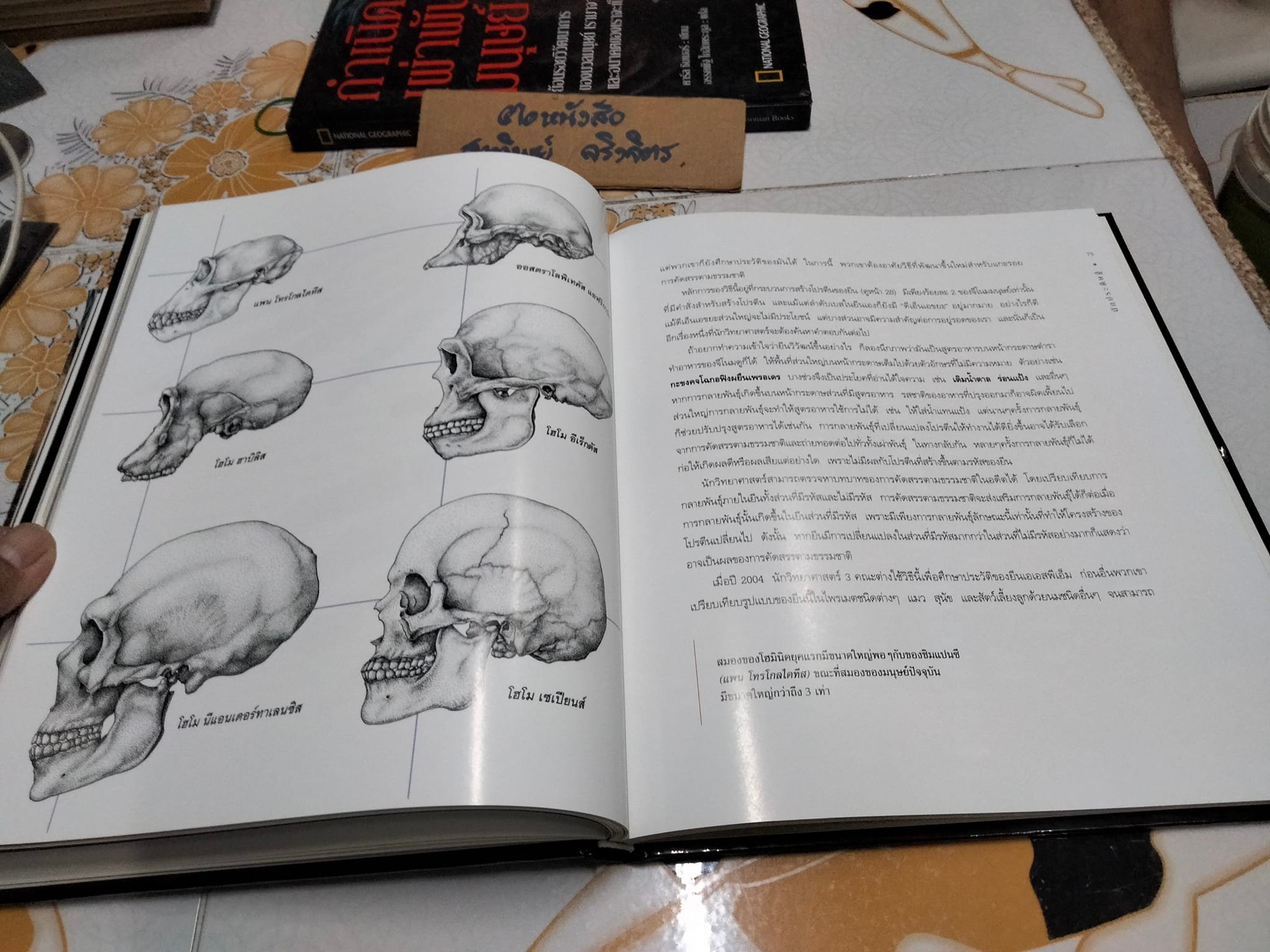 กำเนิดเผ่าพันธุ์มนุษย์ คาร์ล ซิมเมอร์ เขียน - อรรคพัฐโกสิยตระกูล แปล (NATIONAL GEOGRAPHY ปกแข็ง) **สินค้าหมด**